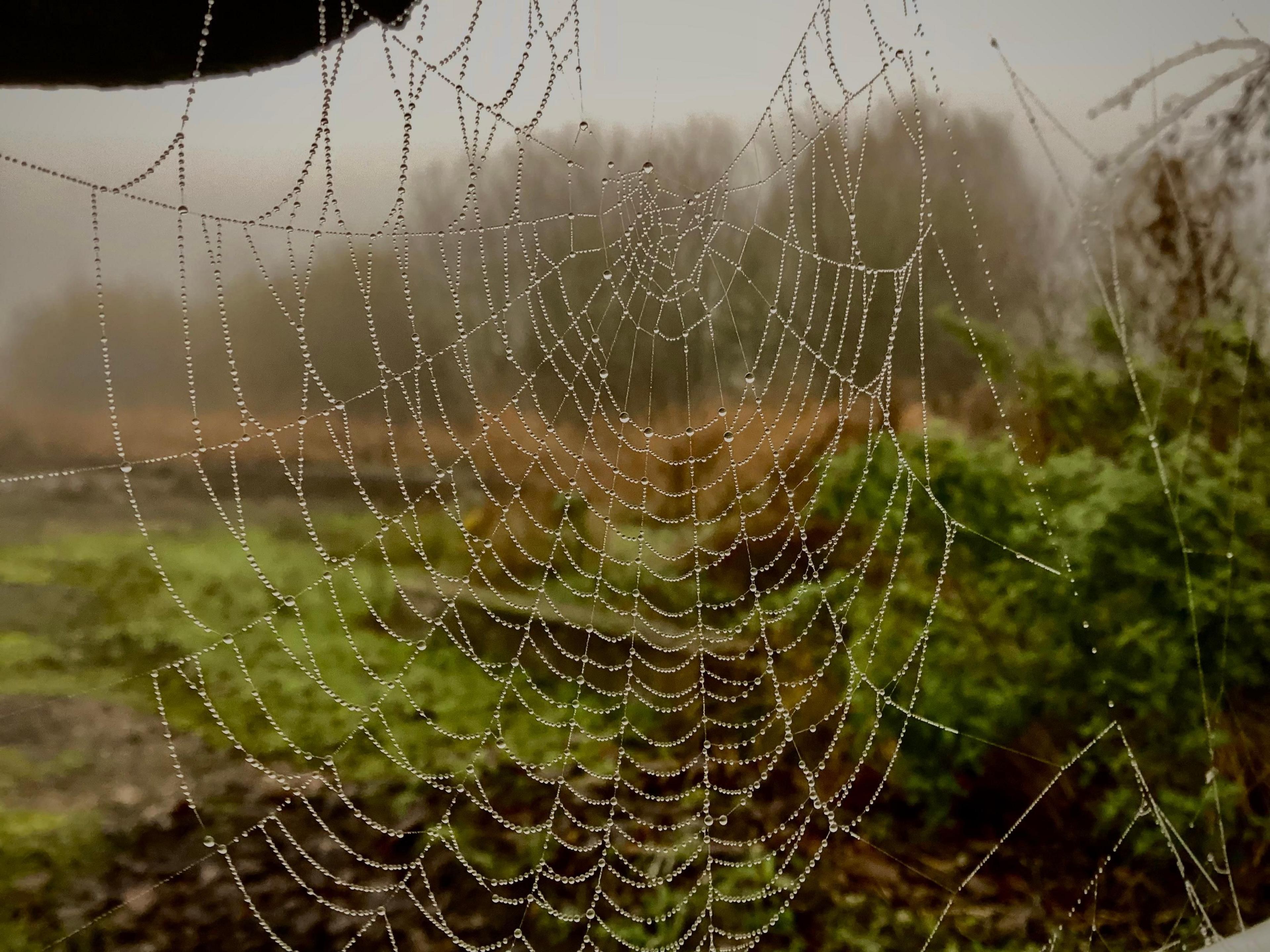 Close-up of a spider's web with drops of water hanging off it, against a blurred rural backdrop 