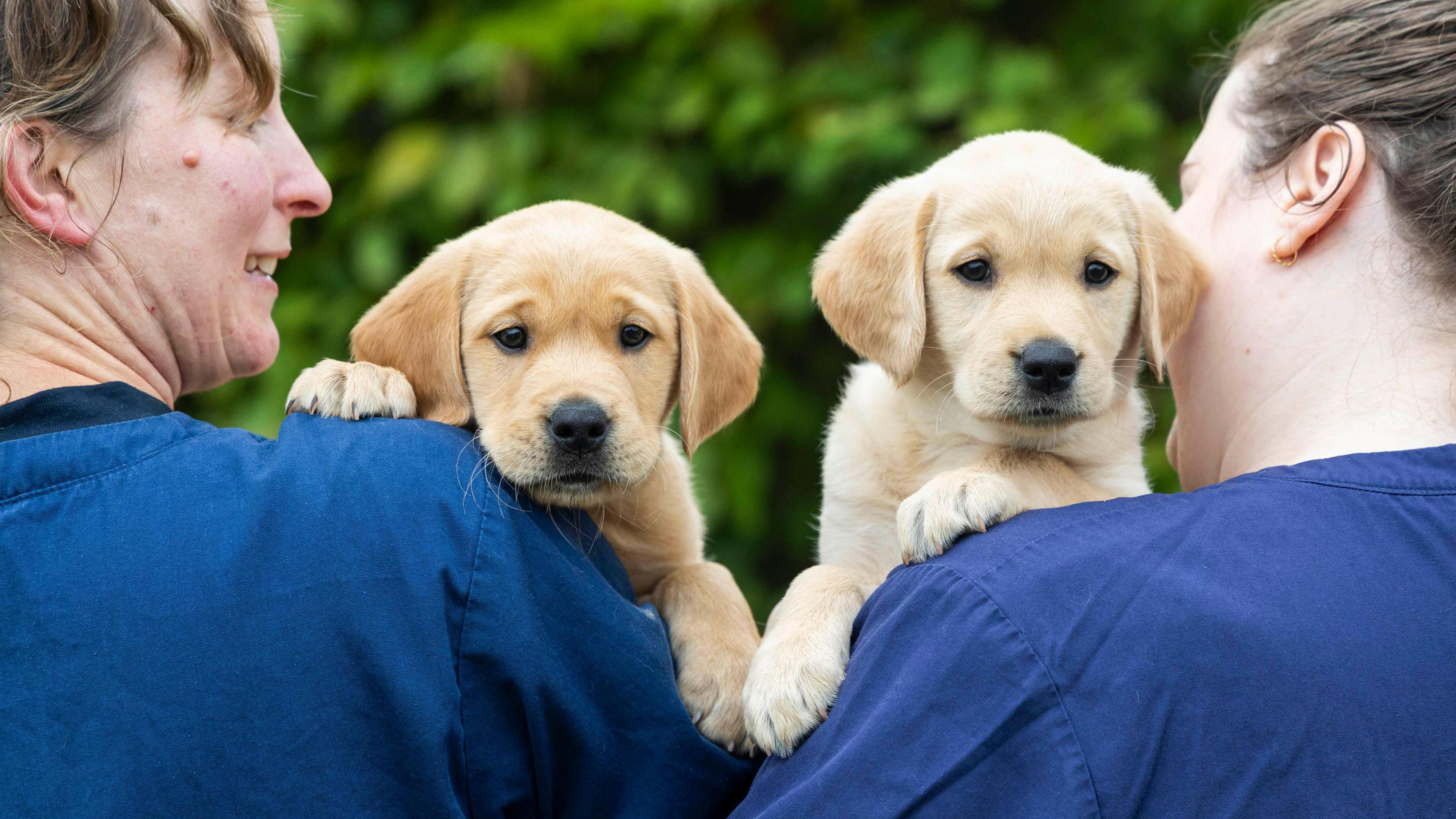 Two golden puppies are being held by two people from Guide Dogs UK wearing blue scrubs. The puppies are leaning over their shoulders.
