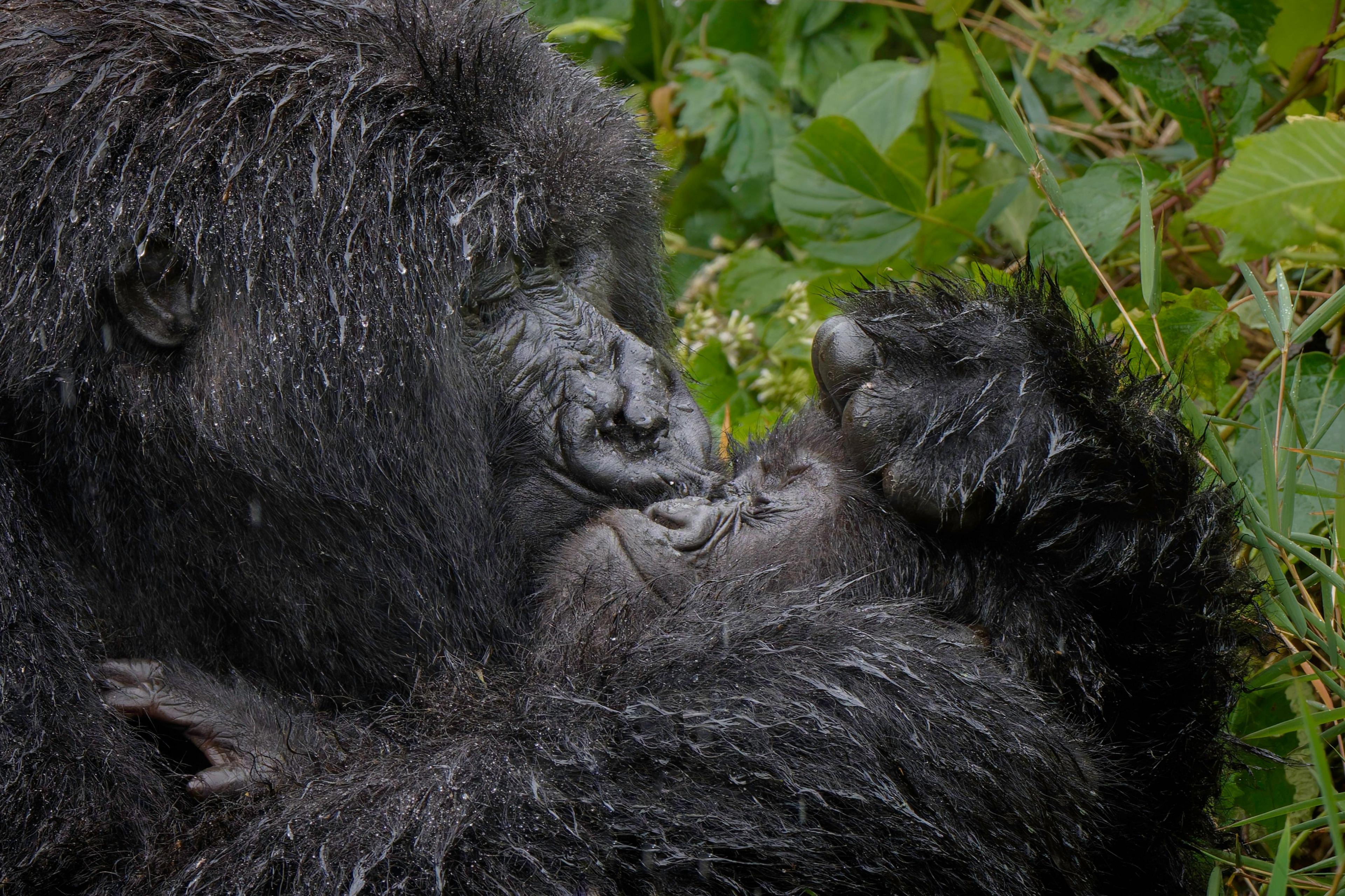 gorilla mum giving her infant a big sloppy kiss