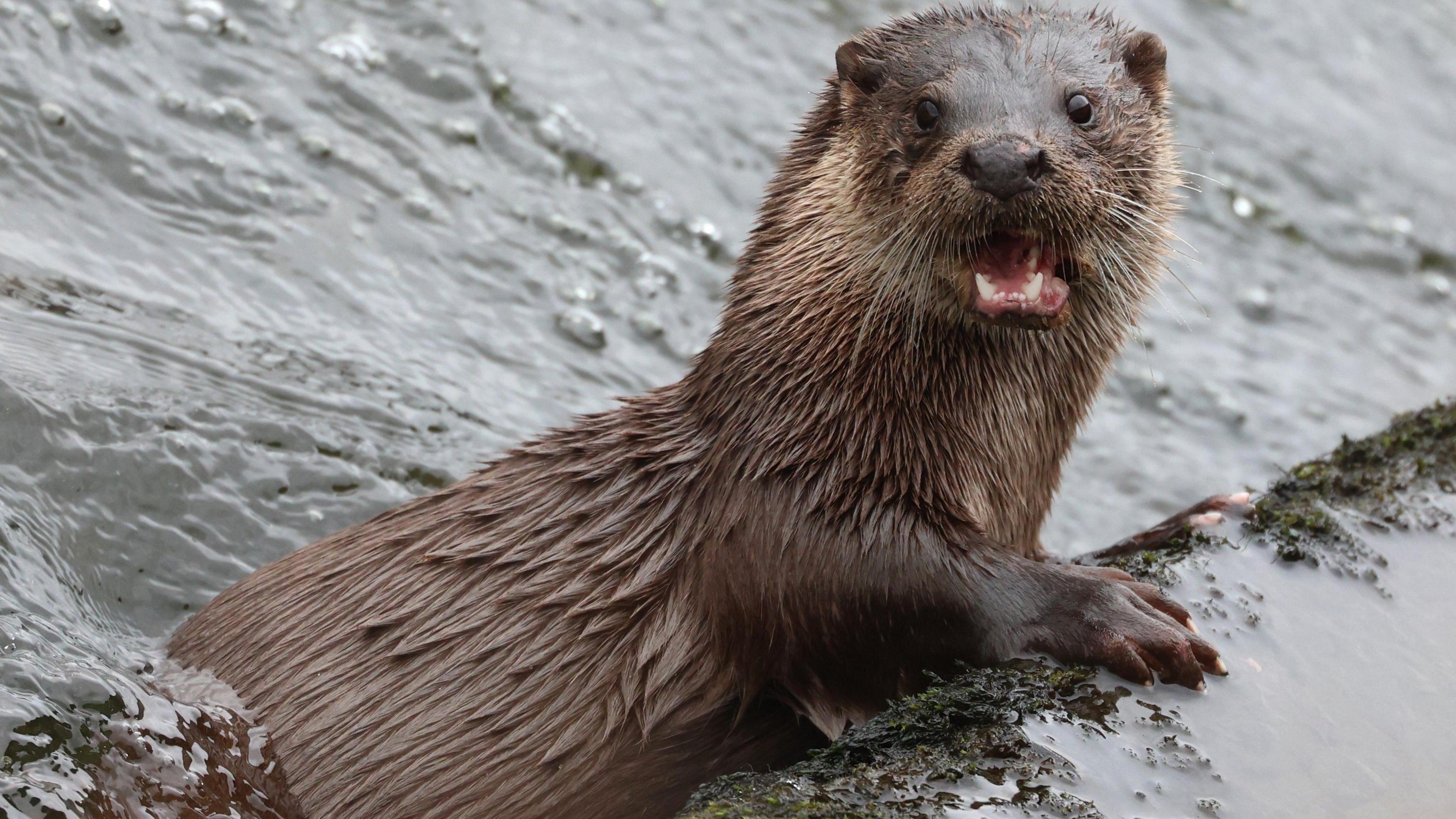 An otter with wet fur peeking out of the water with it's mouth open