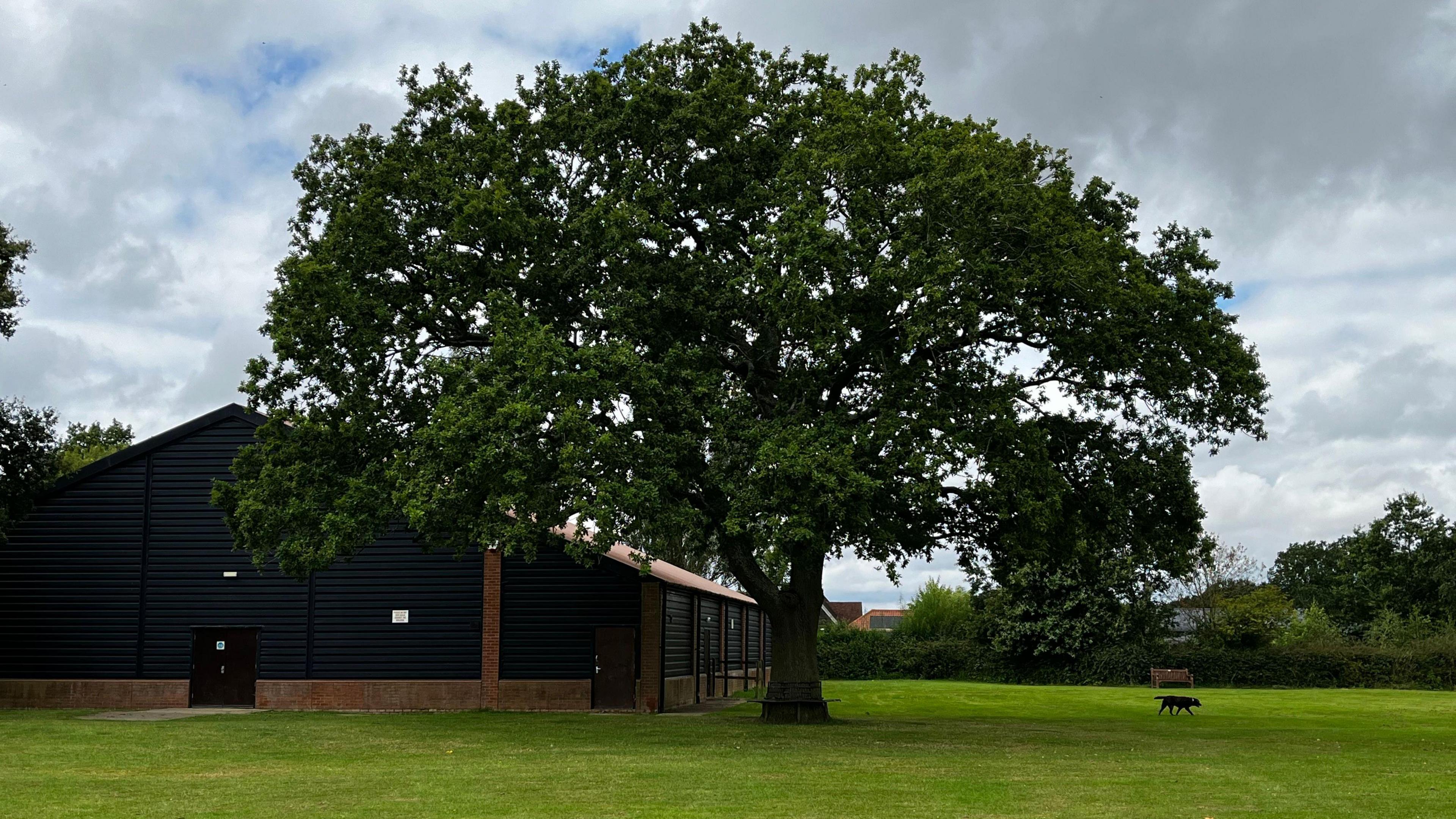 An oak tree outside Tolleshunt Knights village hall