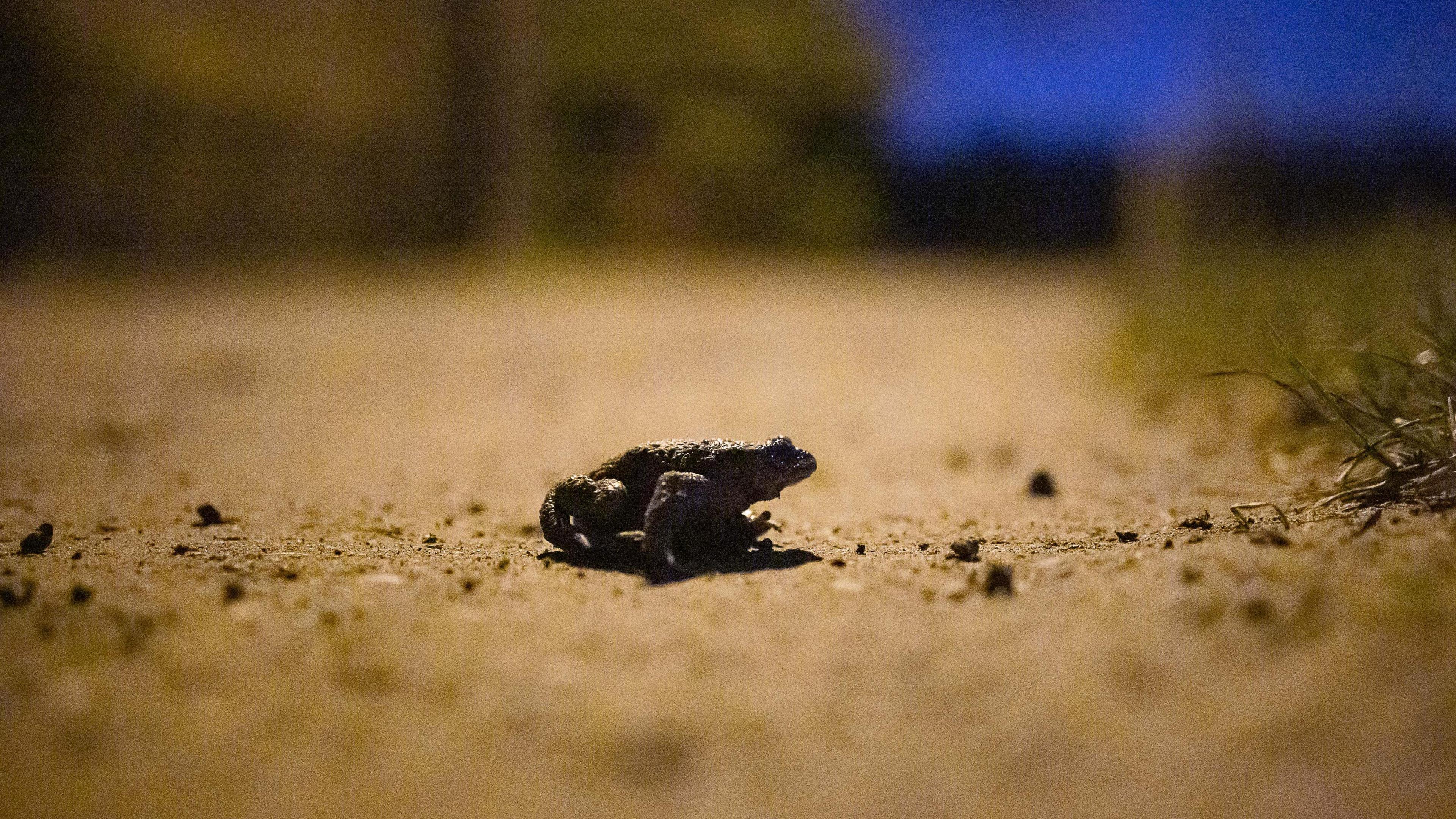 A close up of a black toad crossing a stony cream road at night.