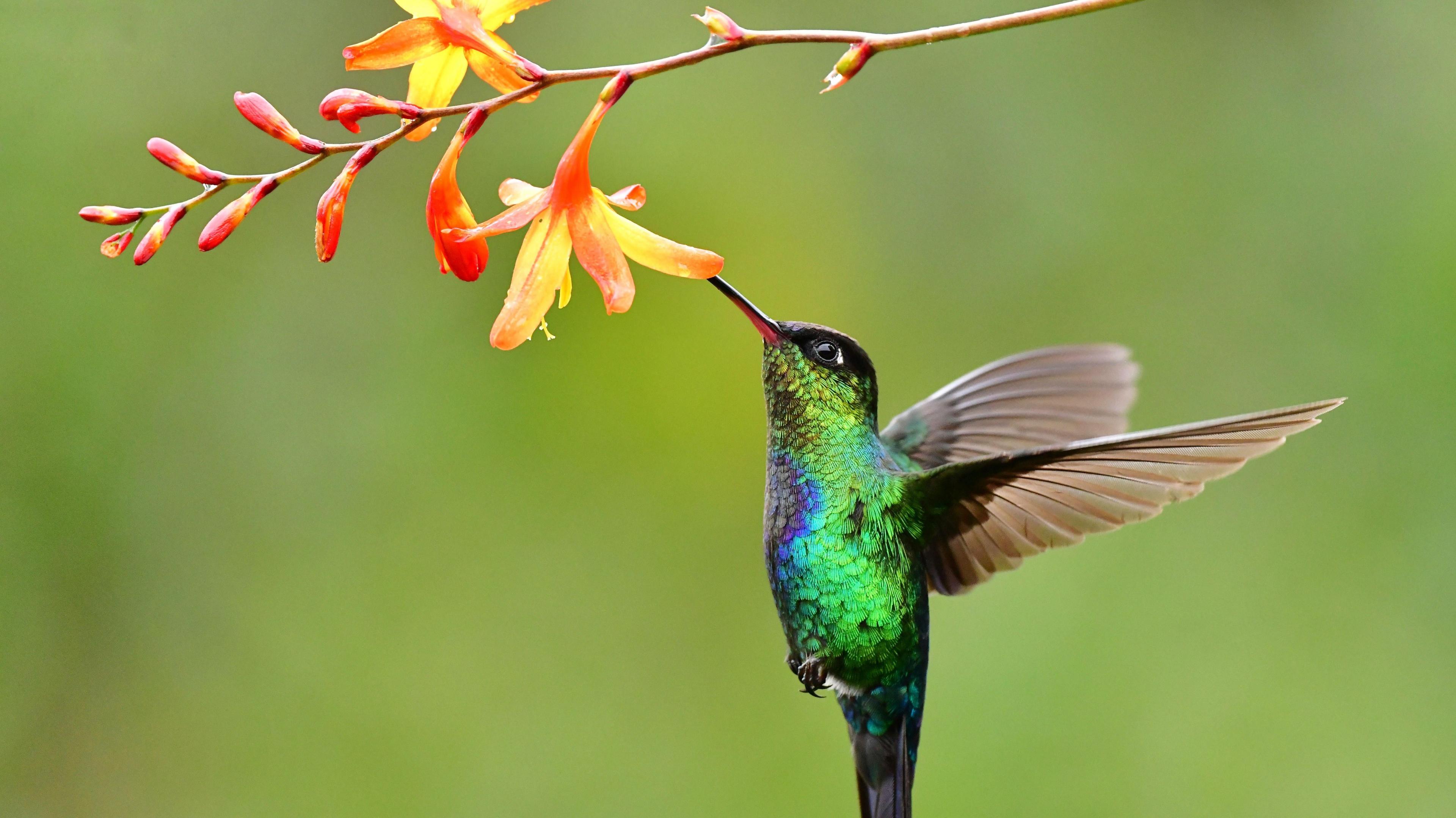 A hummingbird has its bill in a flower