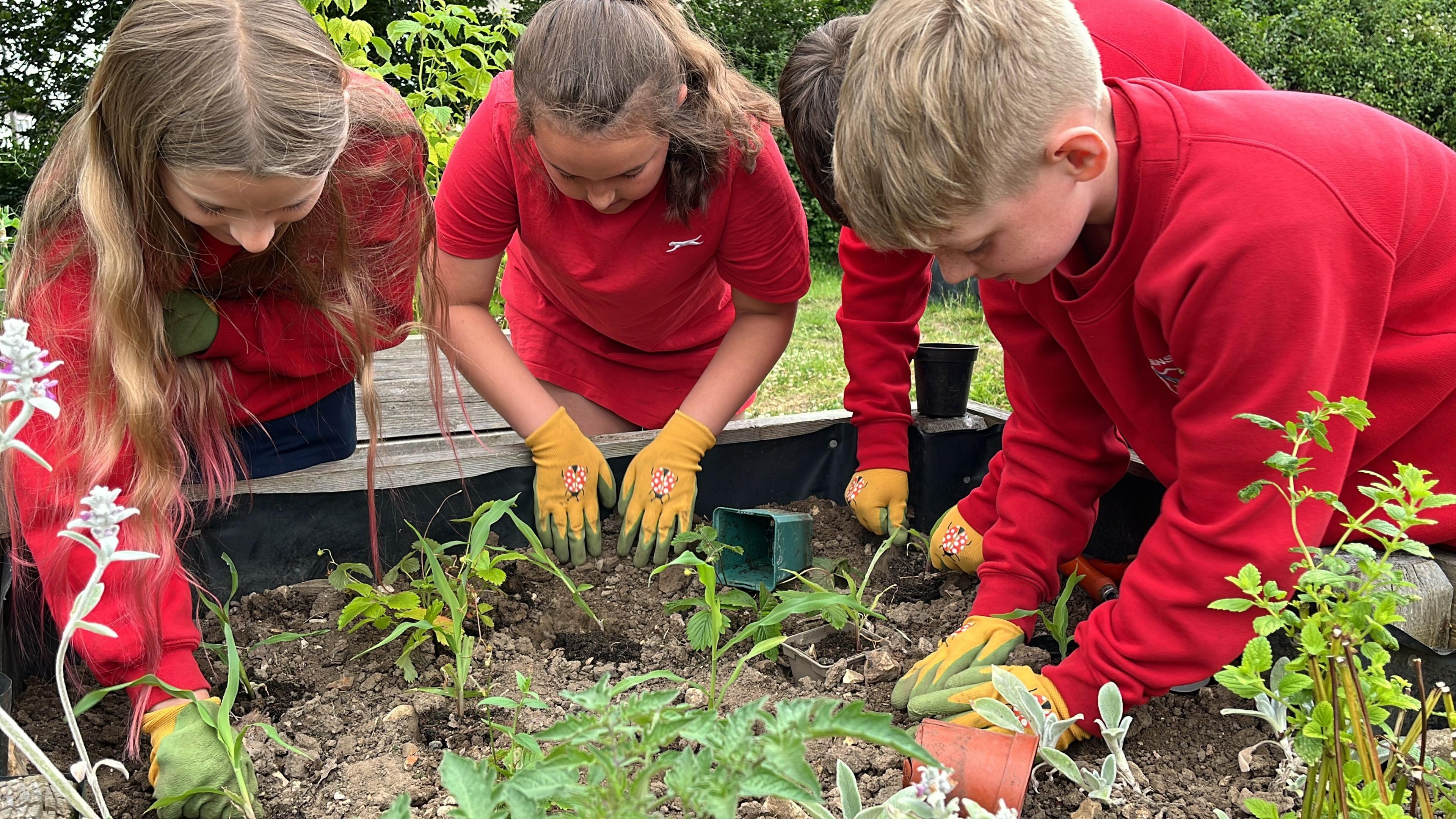 Four children wearing red tops and green and yellow gardening gloves look down as they work with plants in a raised planting bed