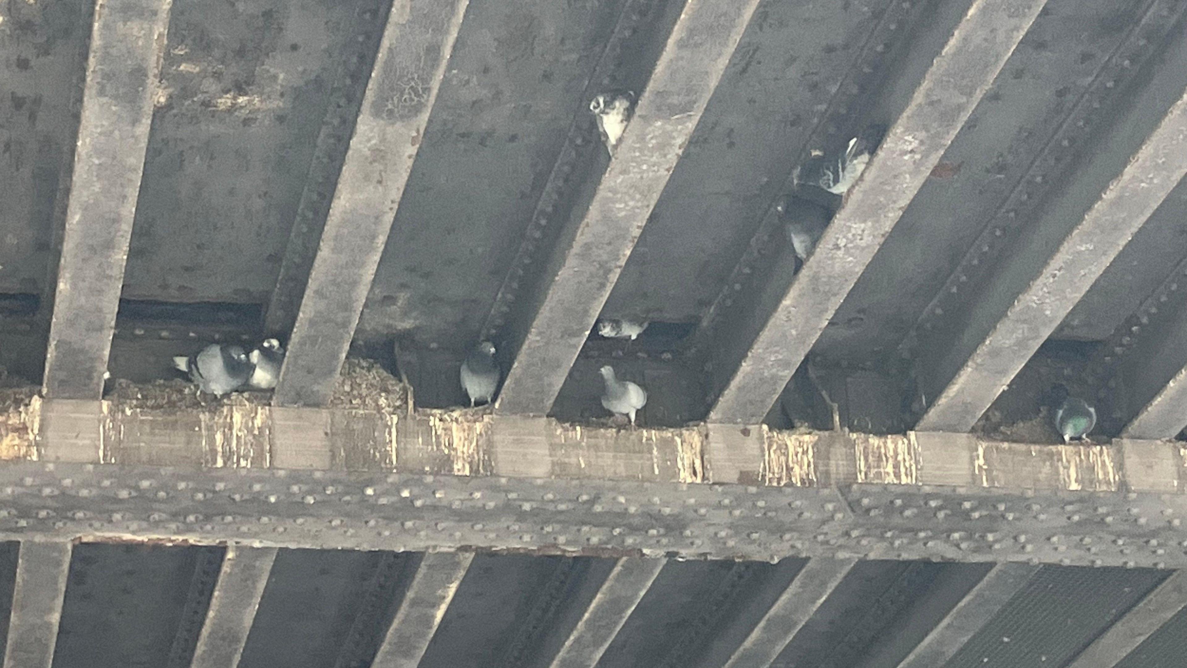 7 or 8 pigeons nesting on ledges under a bridge