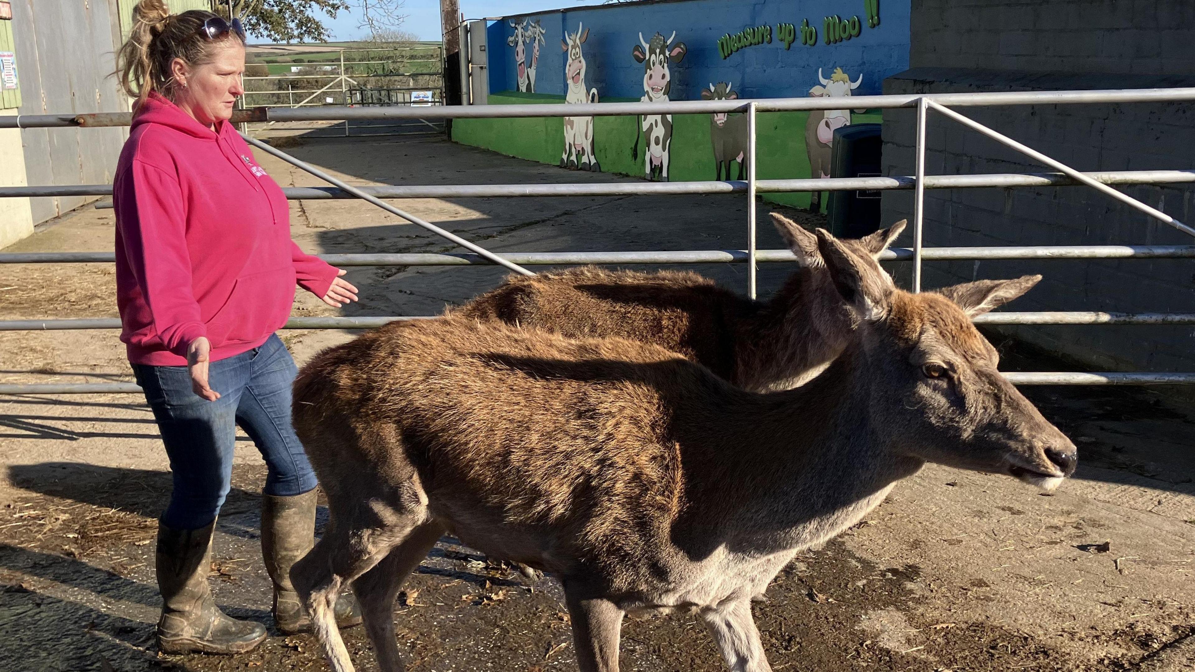 Two red deer being herded by a woman wearing a red jumper, jeans and boots.