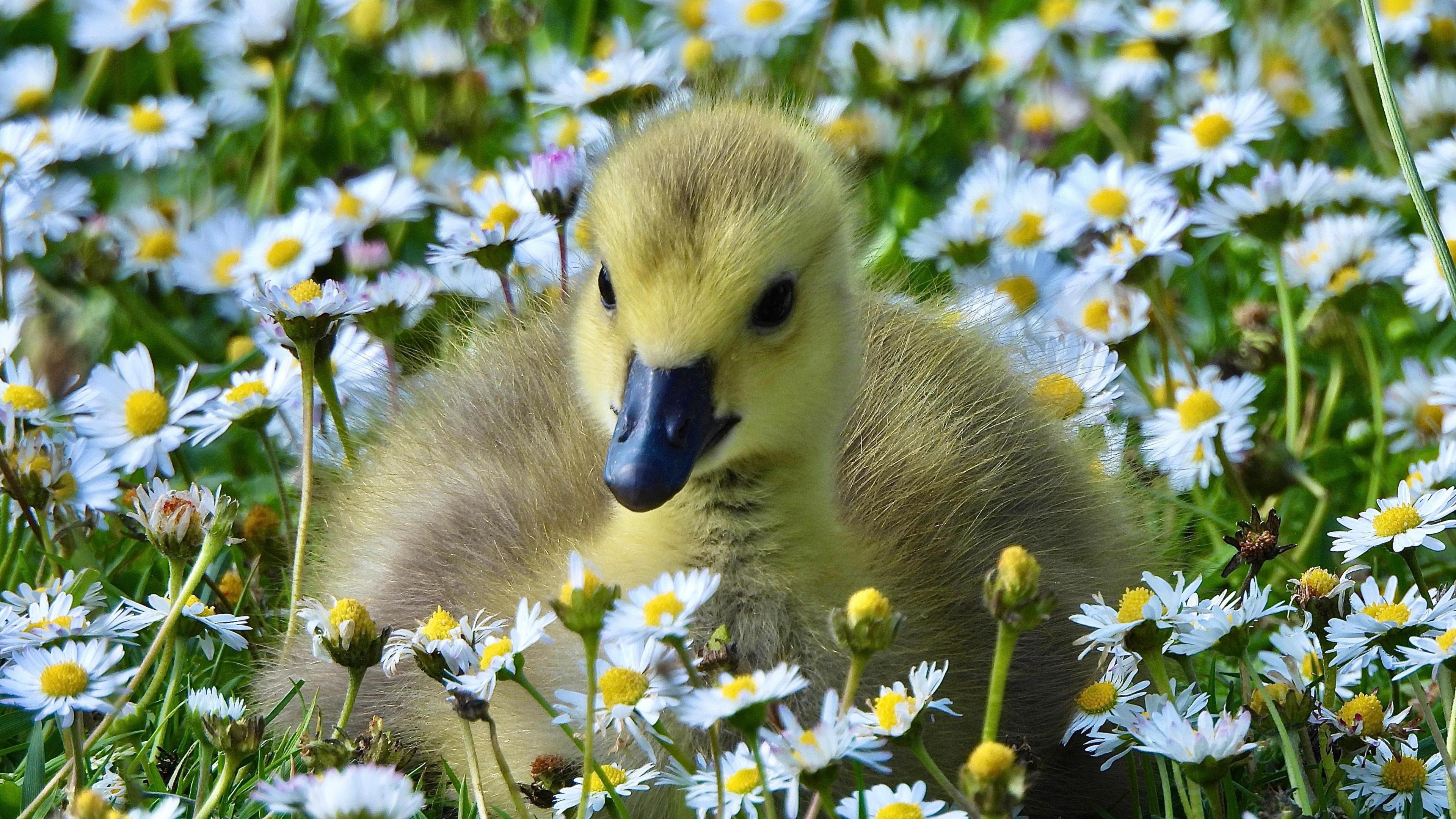 Duckling in Netherton in Dudley