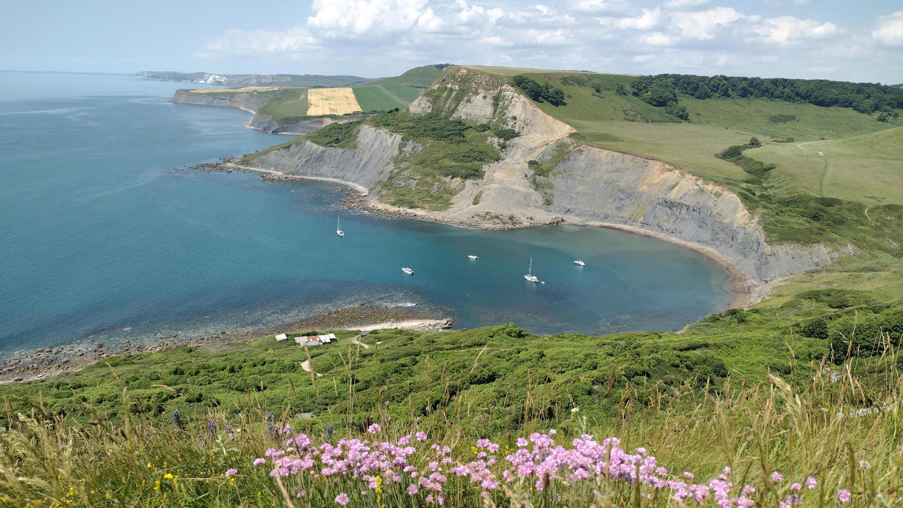 The view of a bay at Worth Matravers on the Dorset coats, looking over the sea with cliffs in the distnace. There are purple flowers in the foreground and five small boats in the water below