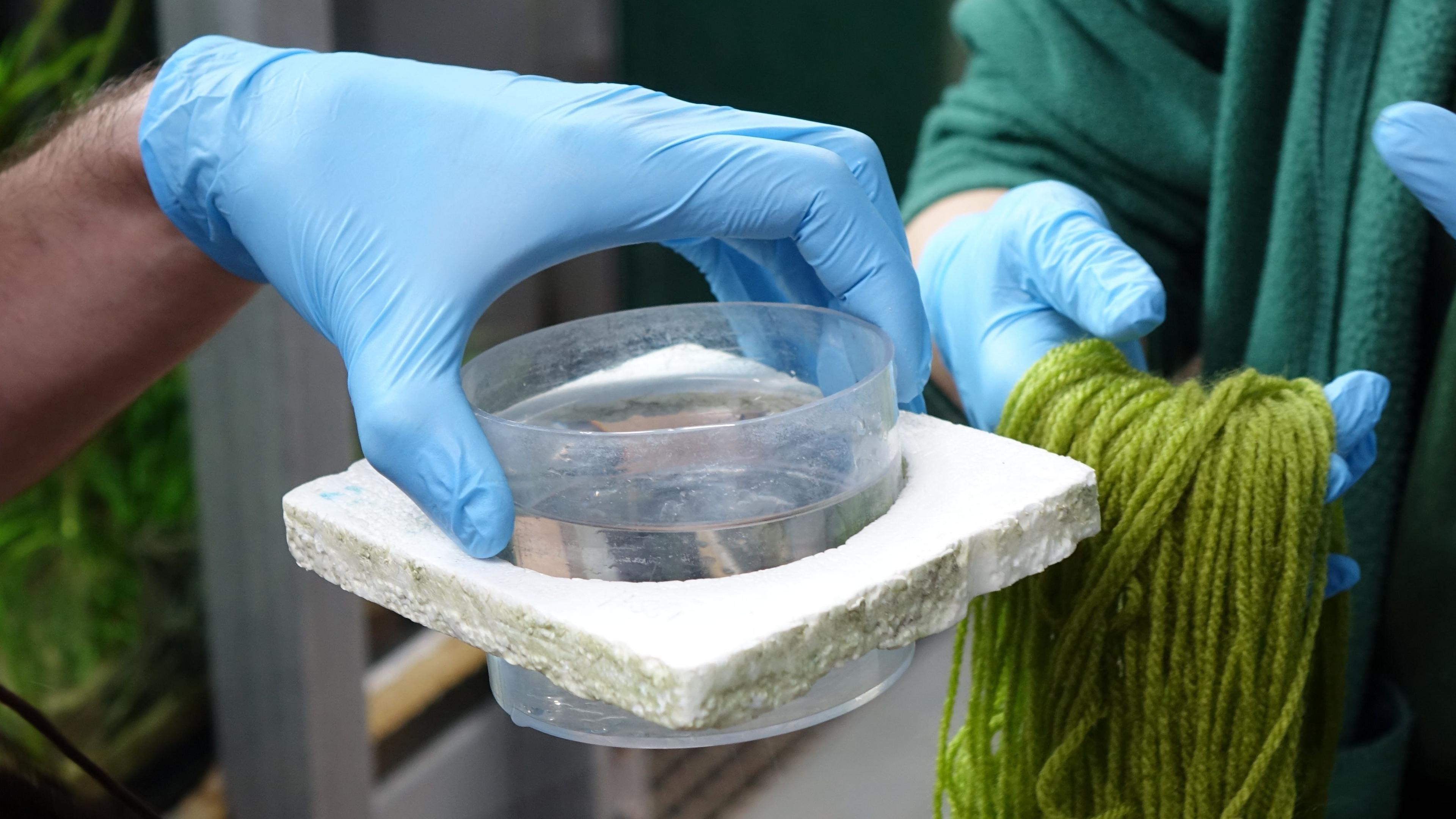 A small cylinder glass filled with water and fish eggs, there is a small piece of styrofoam around it