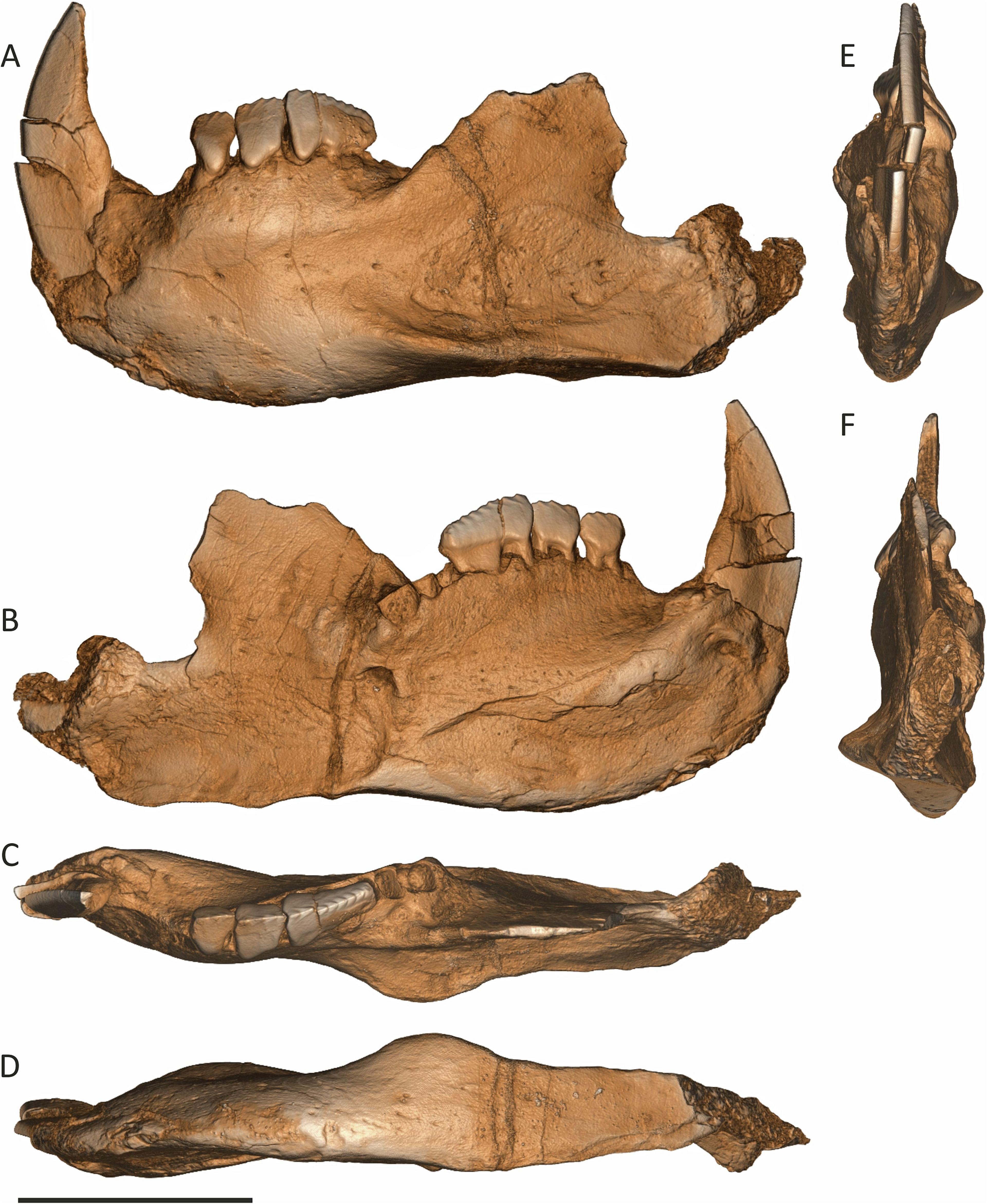 3D models of the Novaculadon mirabilis tooth.
