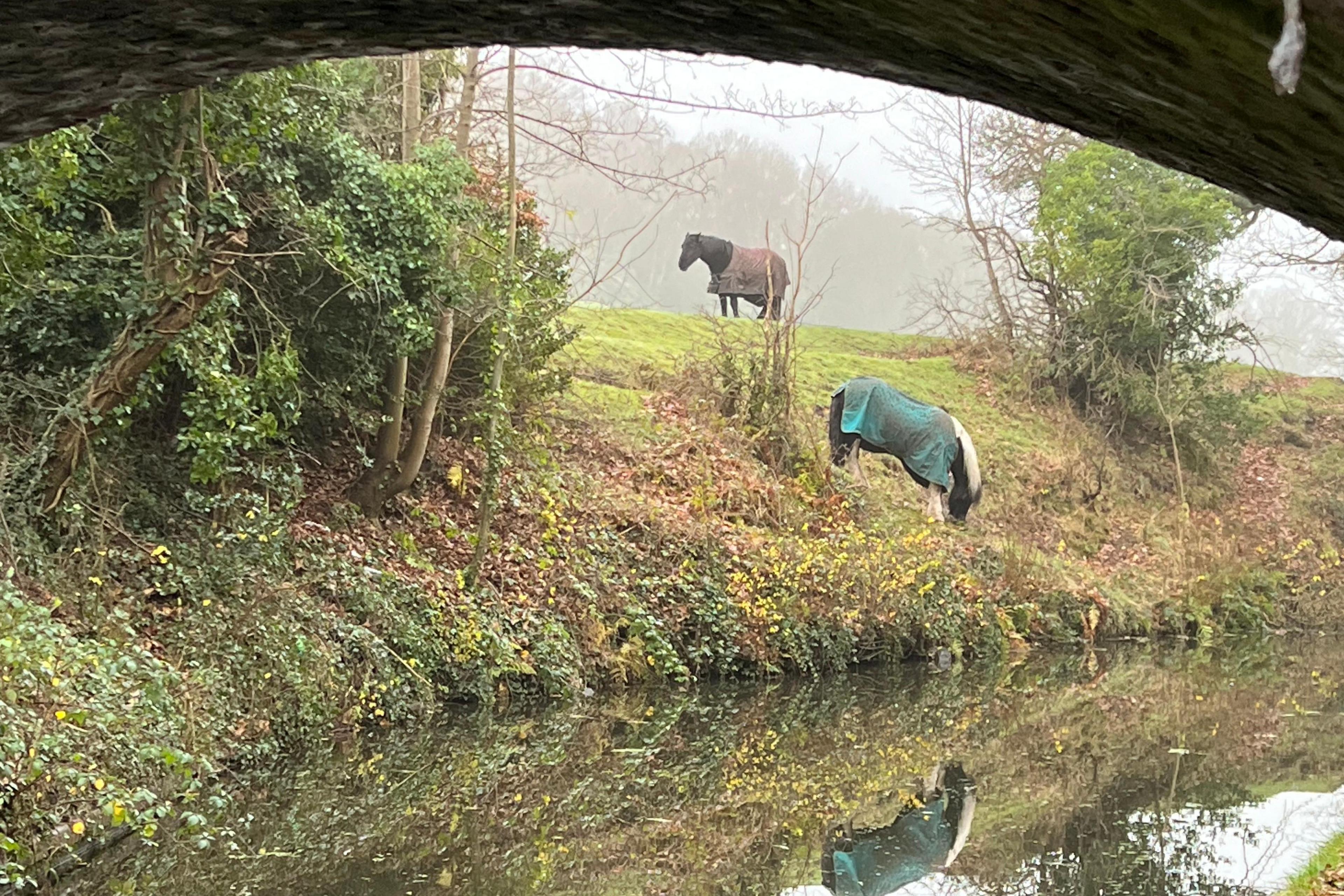 Two horses feed on grass on the far bank of the canal in Stourbridge. The reflection of one is seen in the water