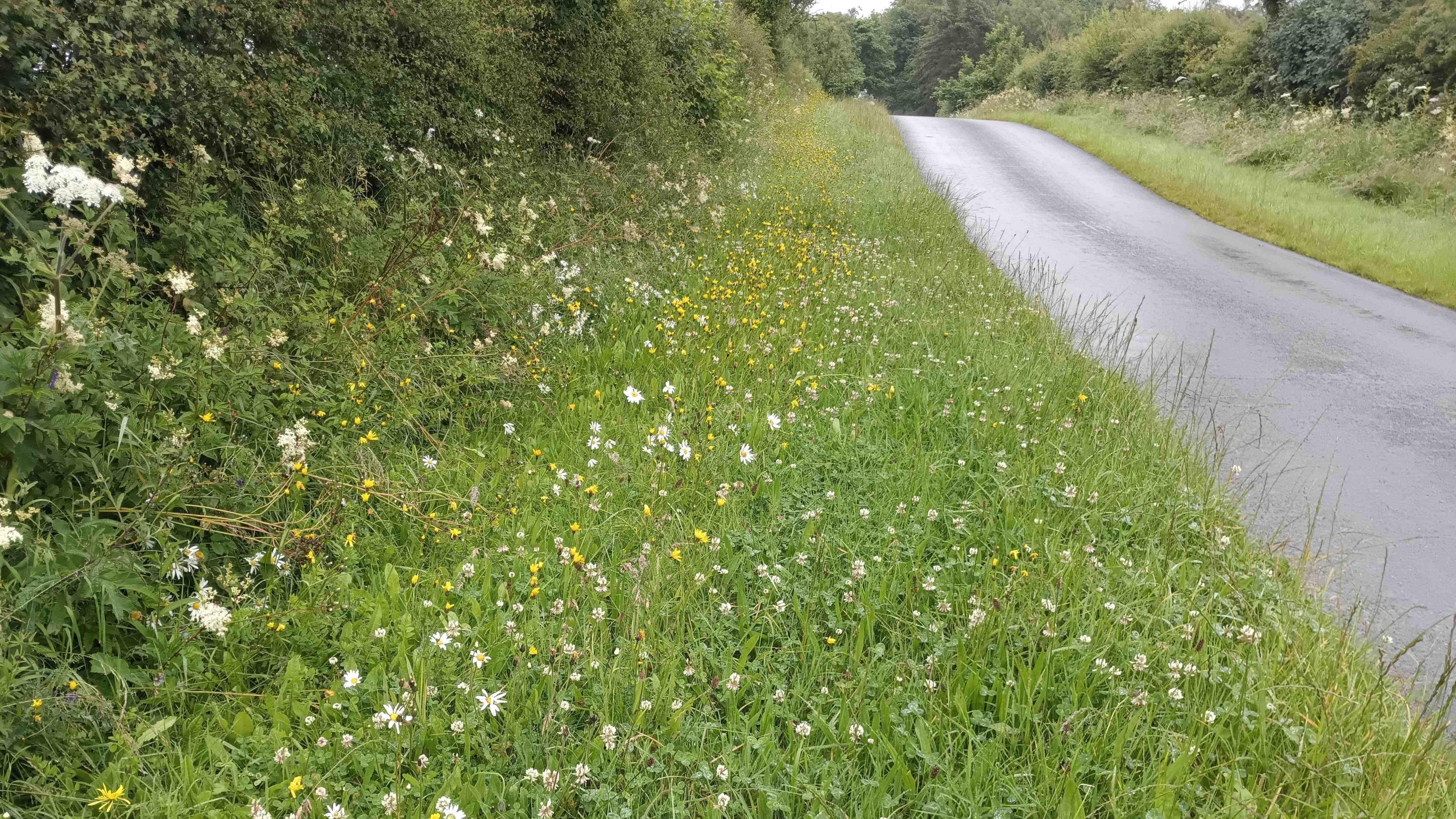 A general view of a flowery verge at the side of an unmarked, narrow country road.