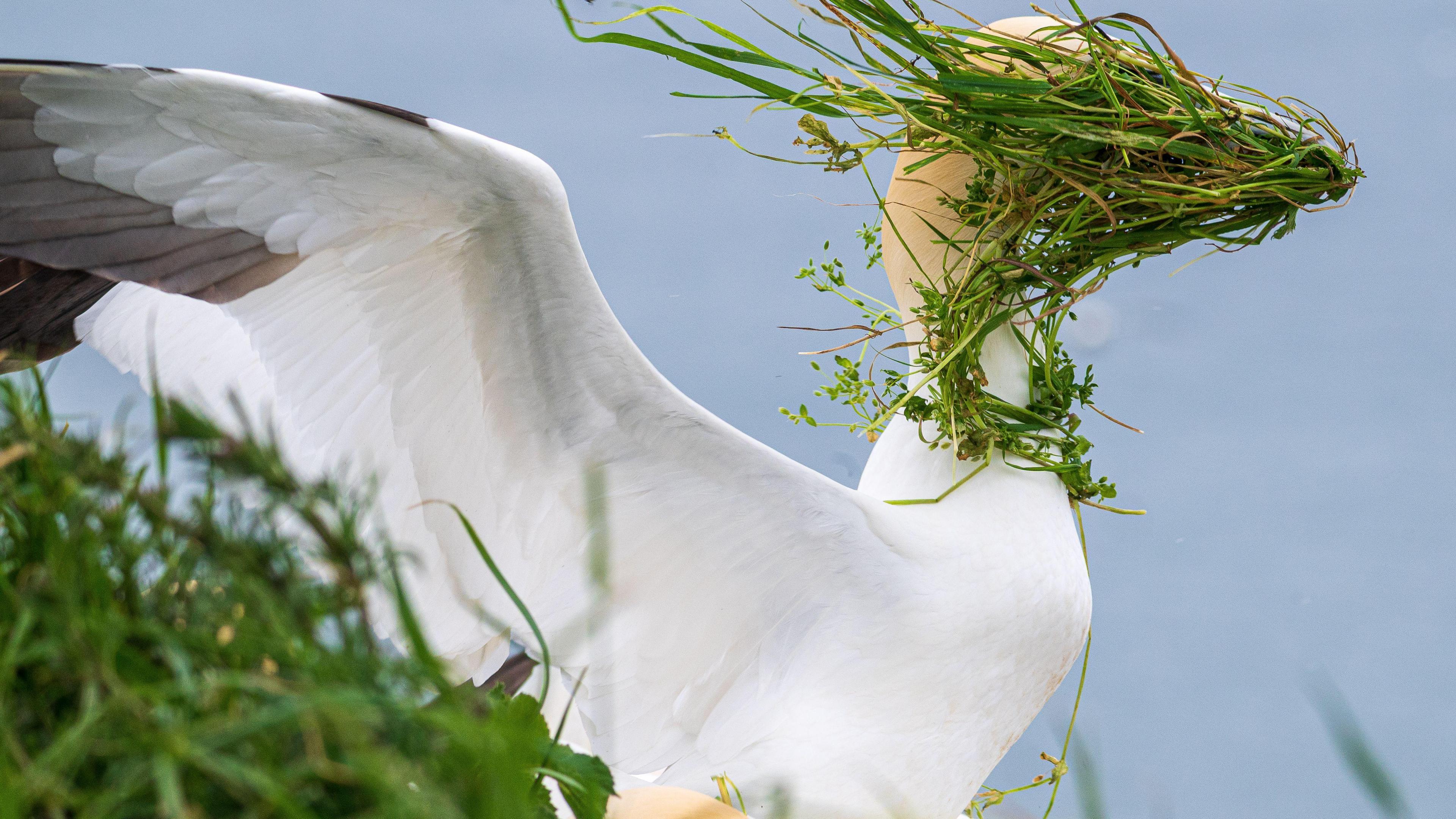 A gannet spreads its wings to fight nesting grass that has blown over its face, eyes and beak