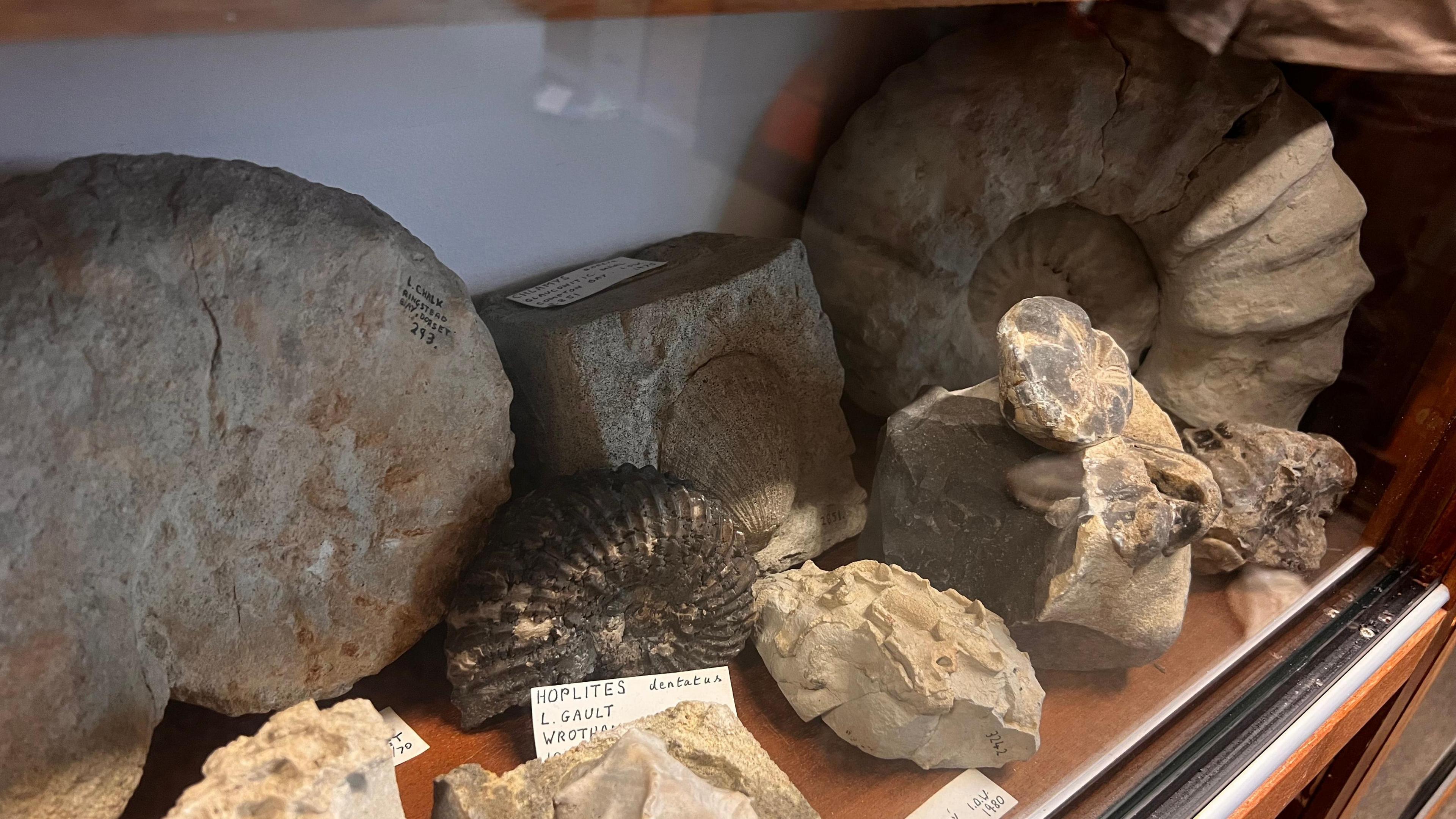 An array of fossils include hoplites, which are labelled with a hand written sign,  and ammonites of varying sizes, including one large and heavy looking grey ammonite.