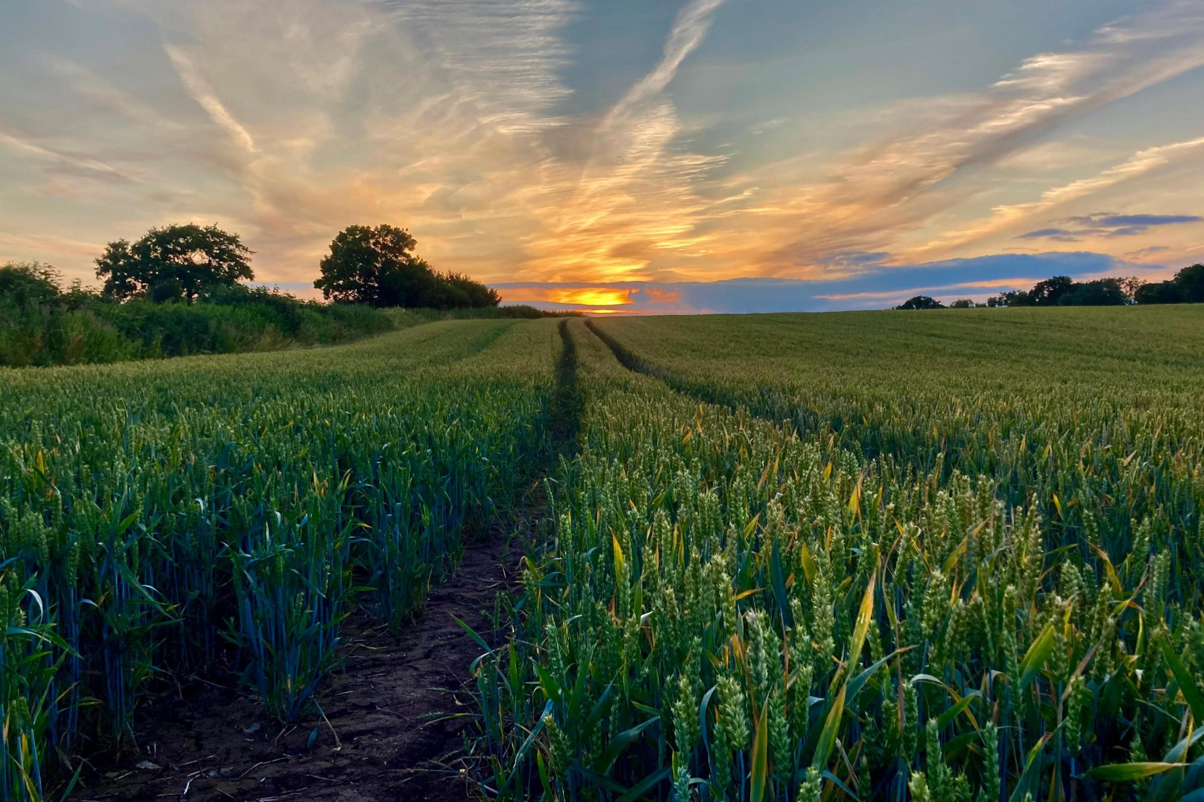 A field of green wheat at sunset, with tractor tracks leading away from the photographer