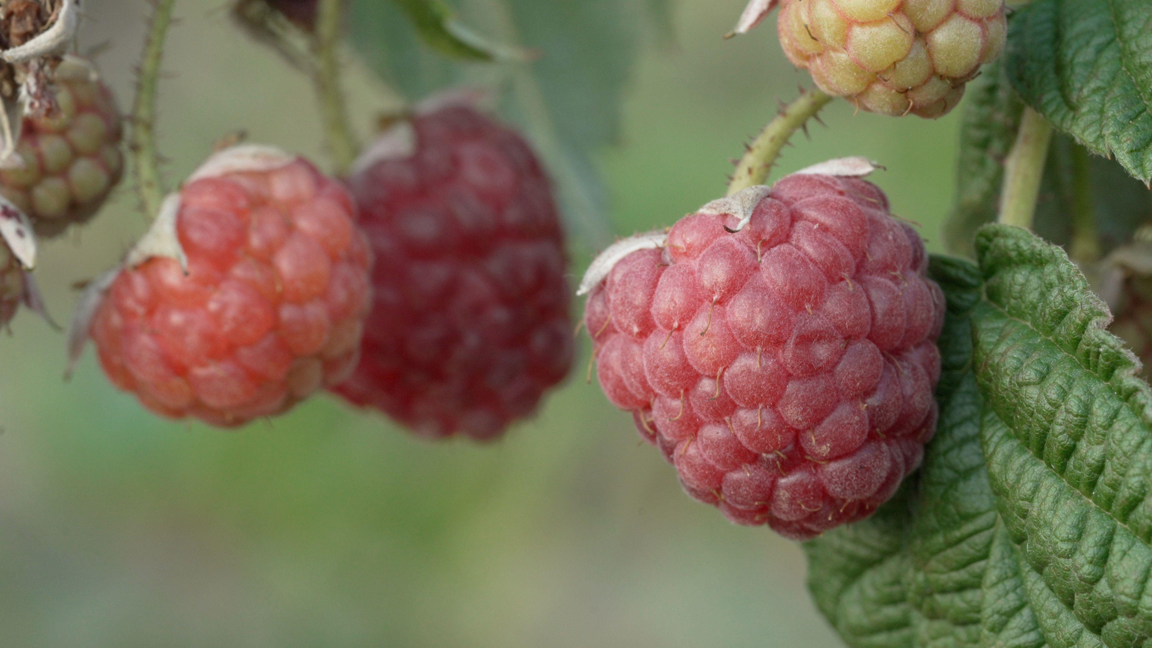 A close-up image of red healthy-looking raspberries hang on a branch.