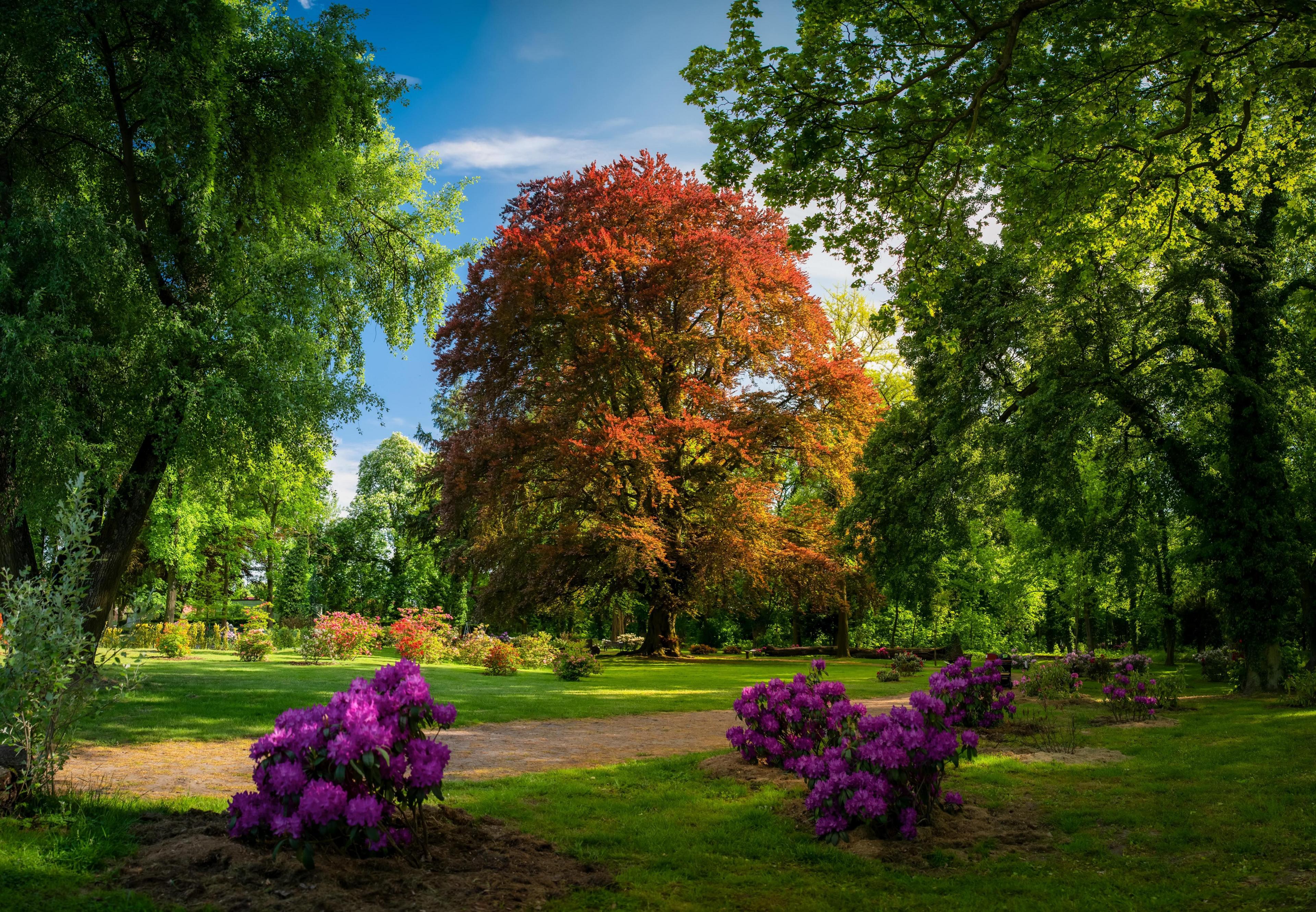 A majestic Common Beech tree stands in a lush park, its leaves displaying a striking mix of red and orange hues. Clusters of purple rhododendrons add bursts of colour to the foreground and a peaceful path wind through the park.