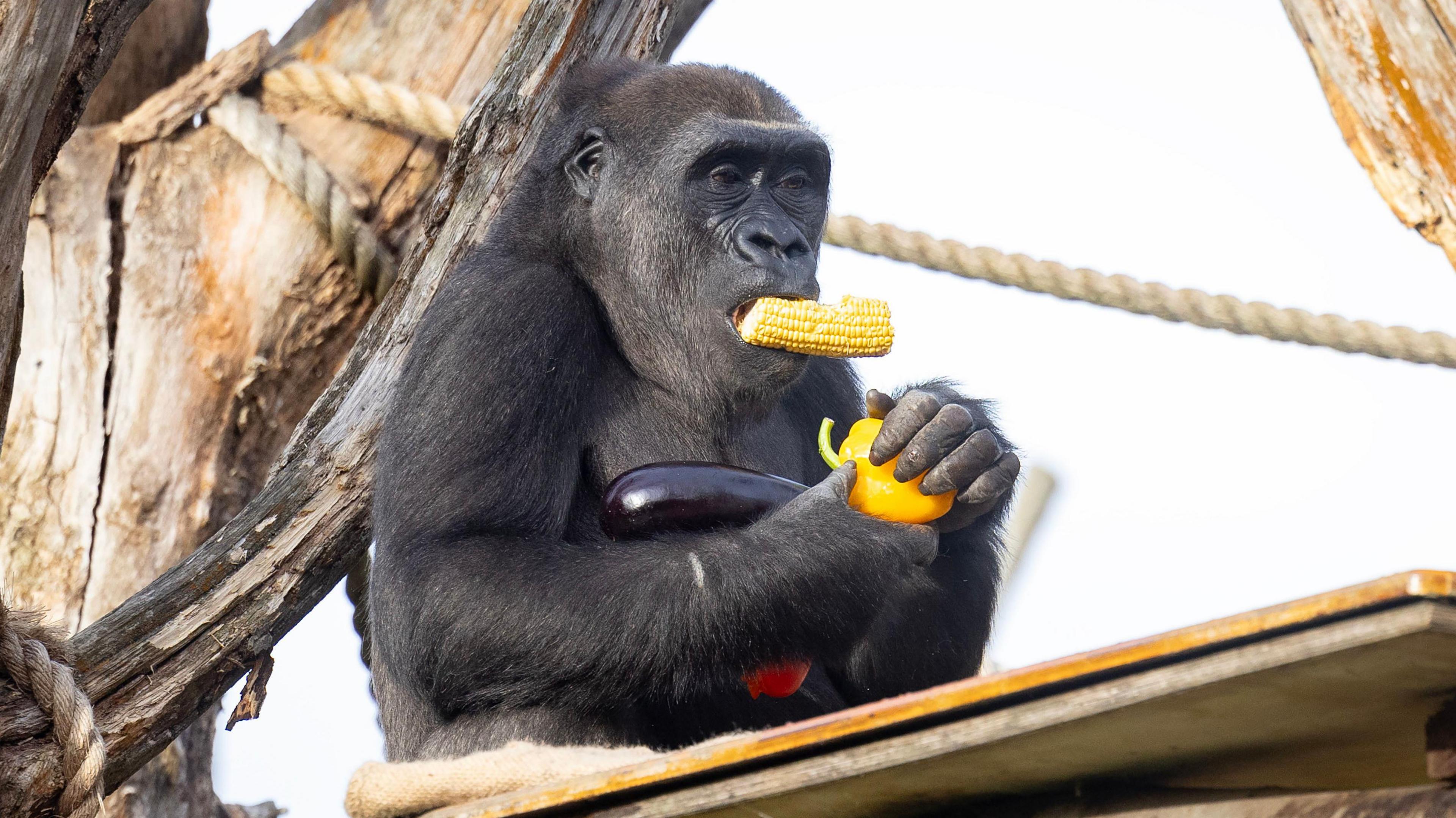 Alika, a Western lowland gorilla with grey and black hair, sits on a wooden platform in front of a tree with rope on it. It eats yellow corn on the cob while holding a dark purple aubergine and red and yellow bell peppers