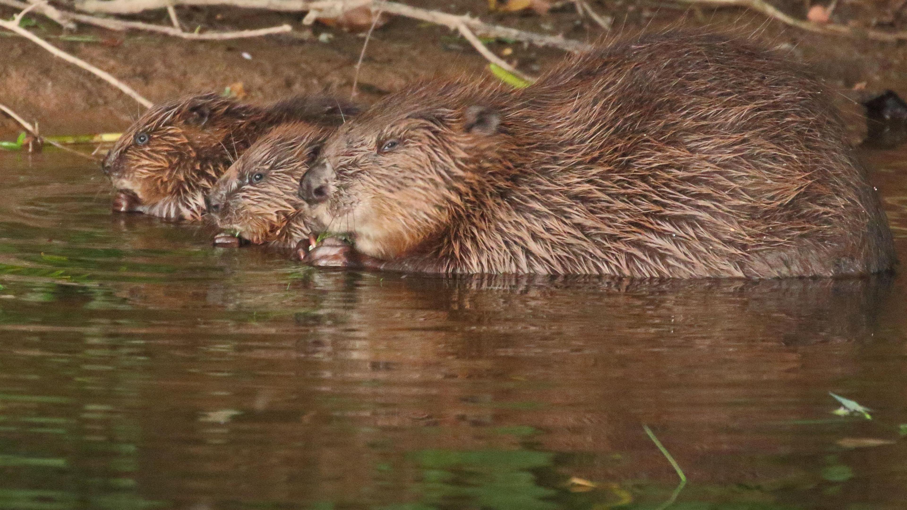 Beaver and kits on a river in Devon