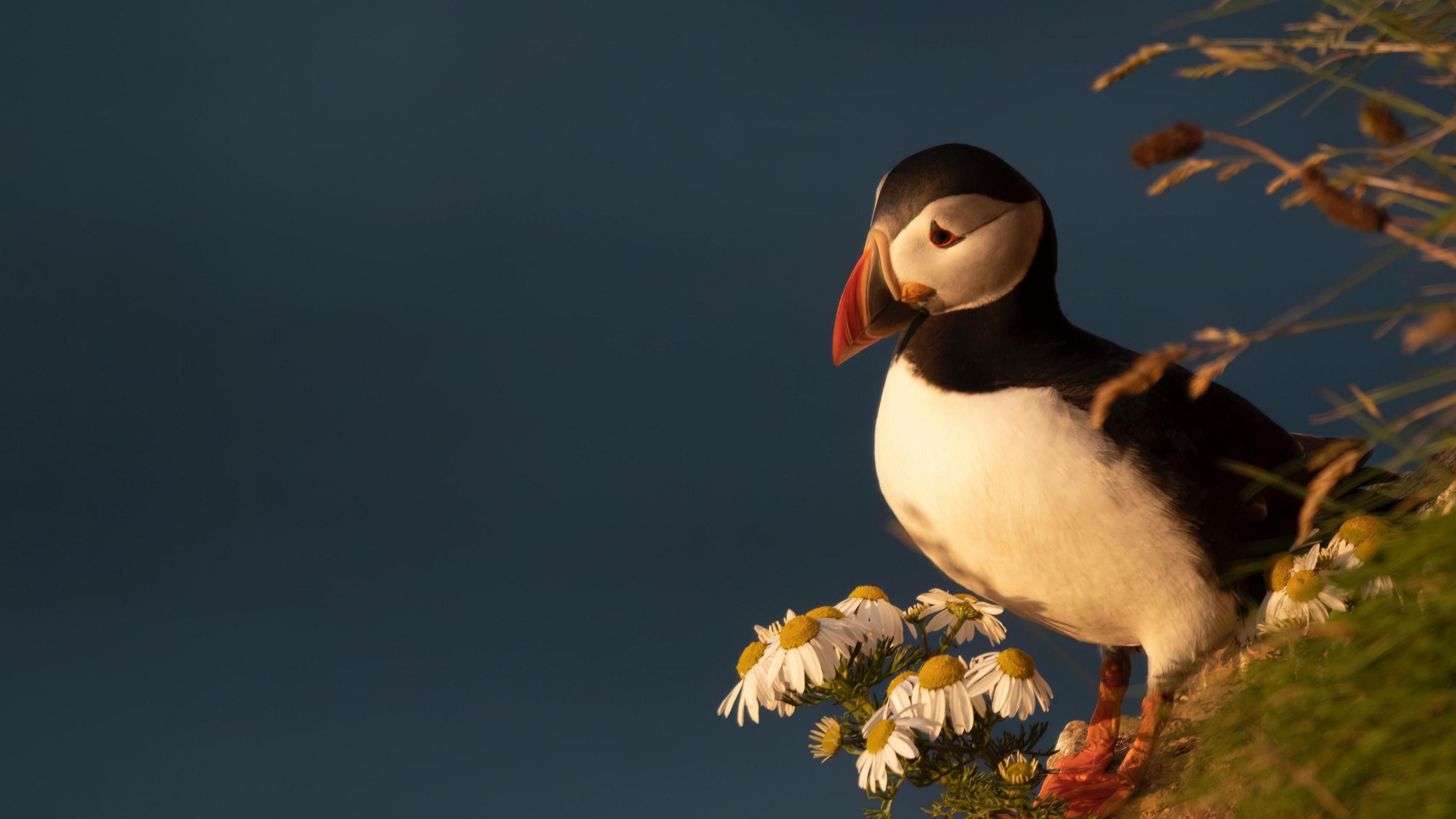 A puffin stands on a cliff behind a crop of daisies