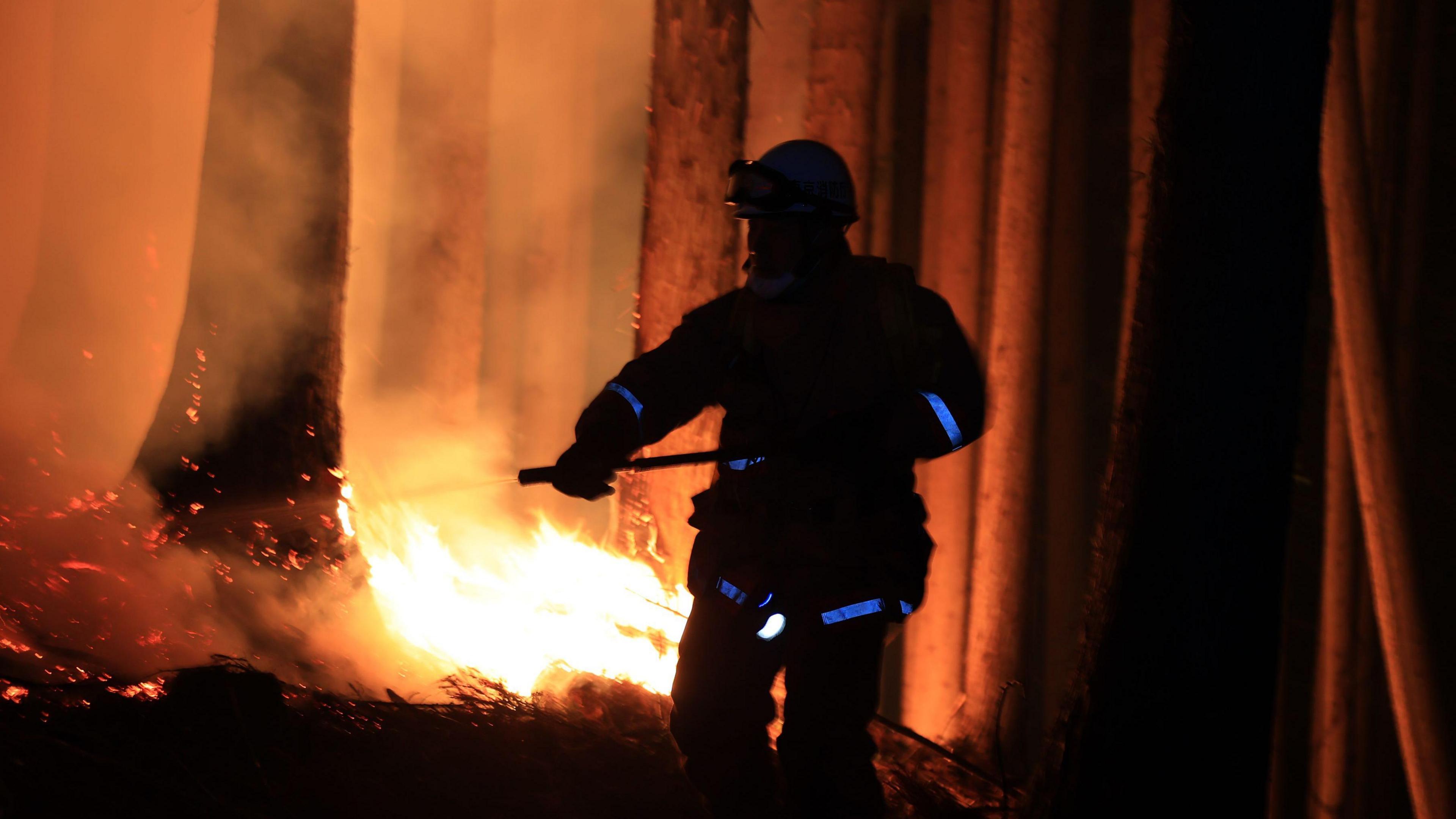 Firefighter shown spraying water on a tree which is ablaze in the forest.