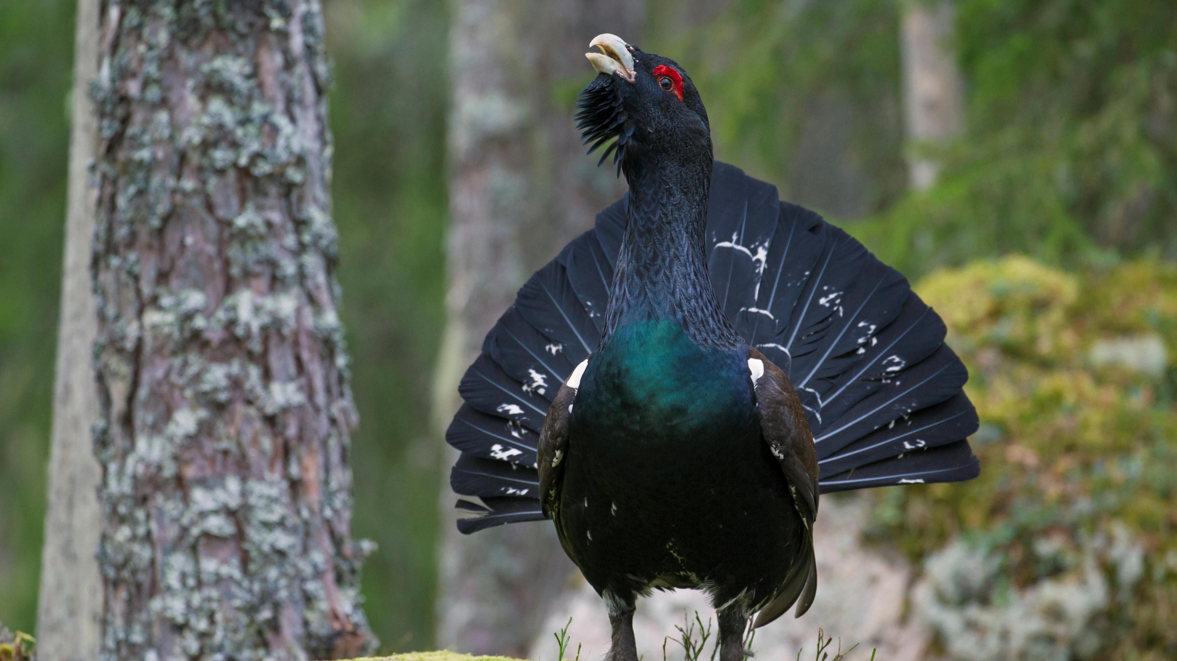 A male capercaillie bird does a display on the woodland floor with feathered.