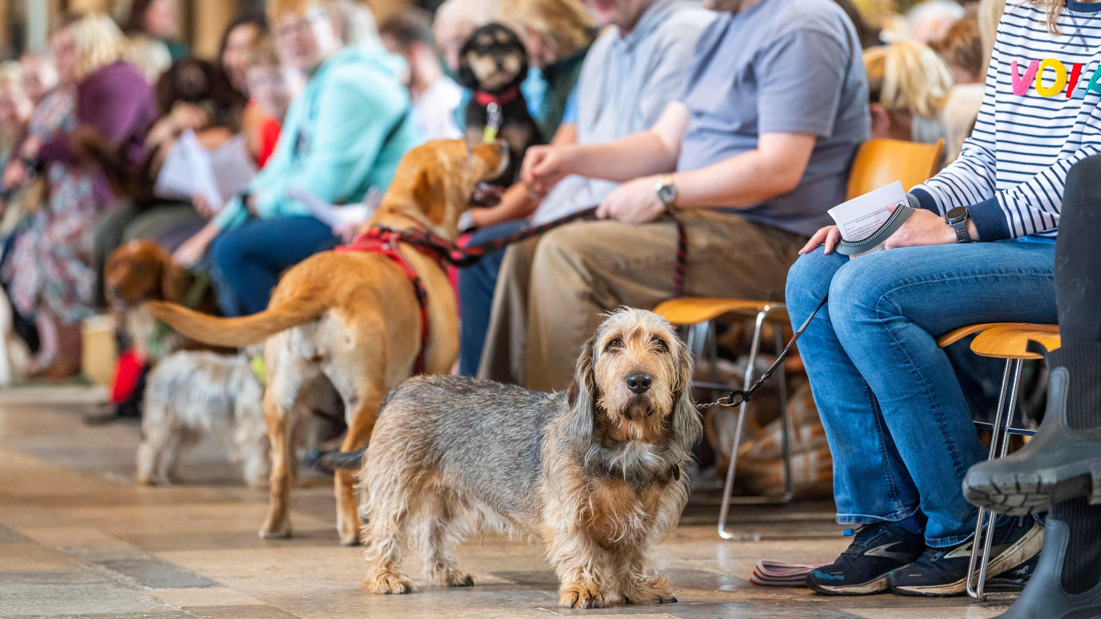 Dogs wait patiently in the aisle of the cathedral with their owners, who are sitting on chairs, to be blessed