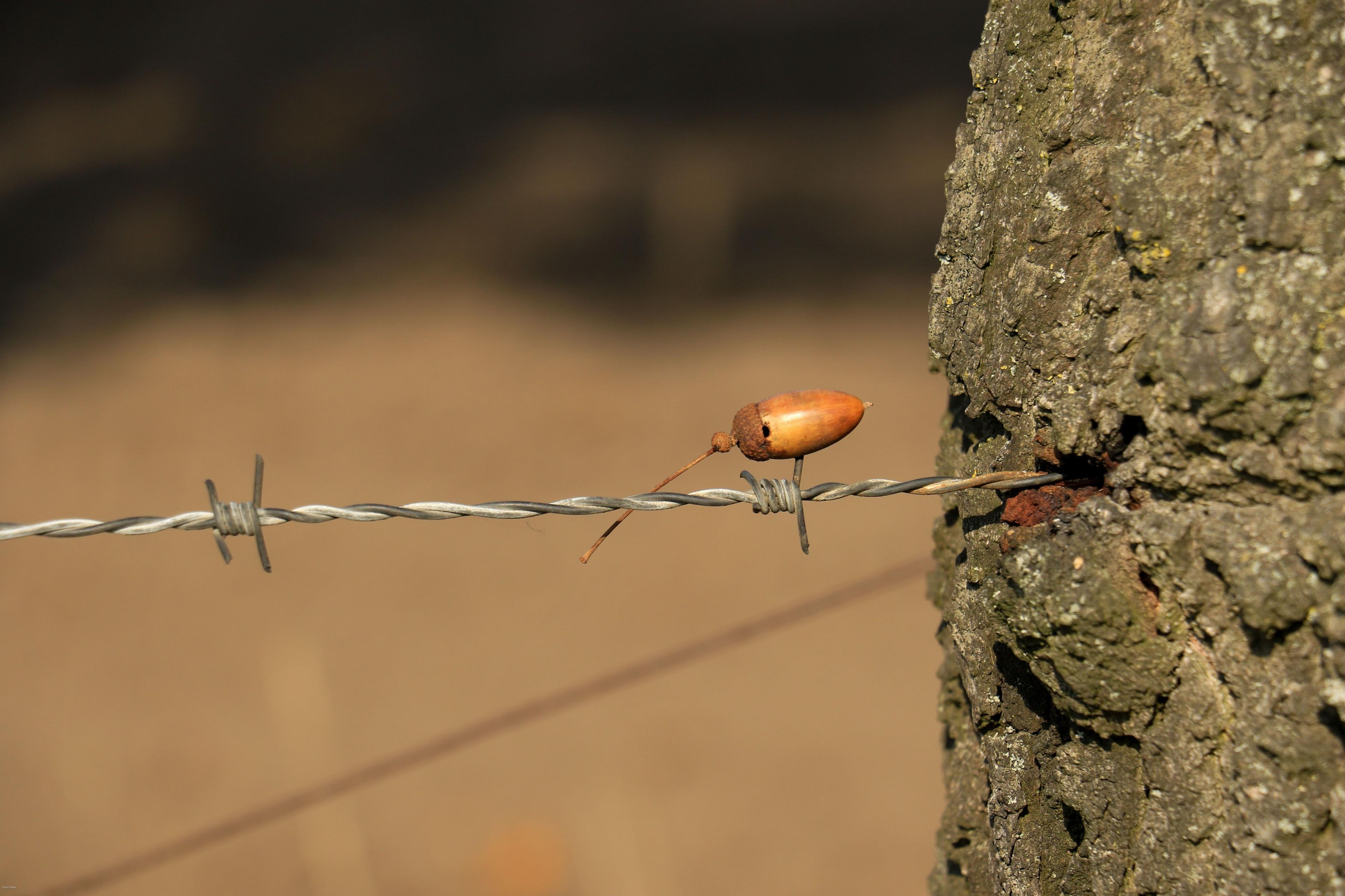 An acorn impaled on barbed wire