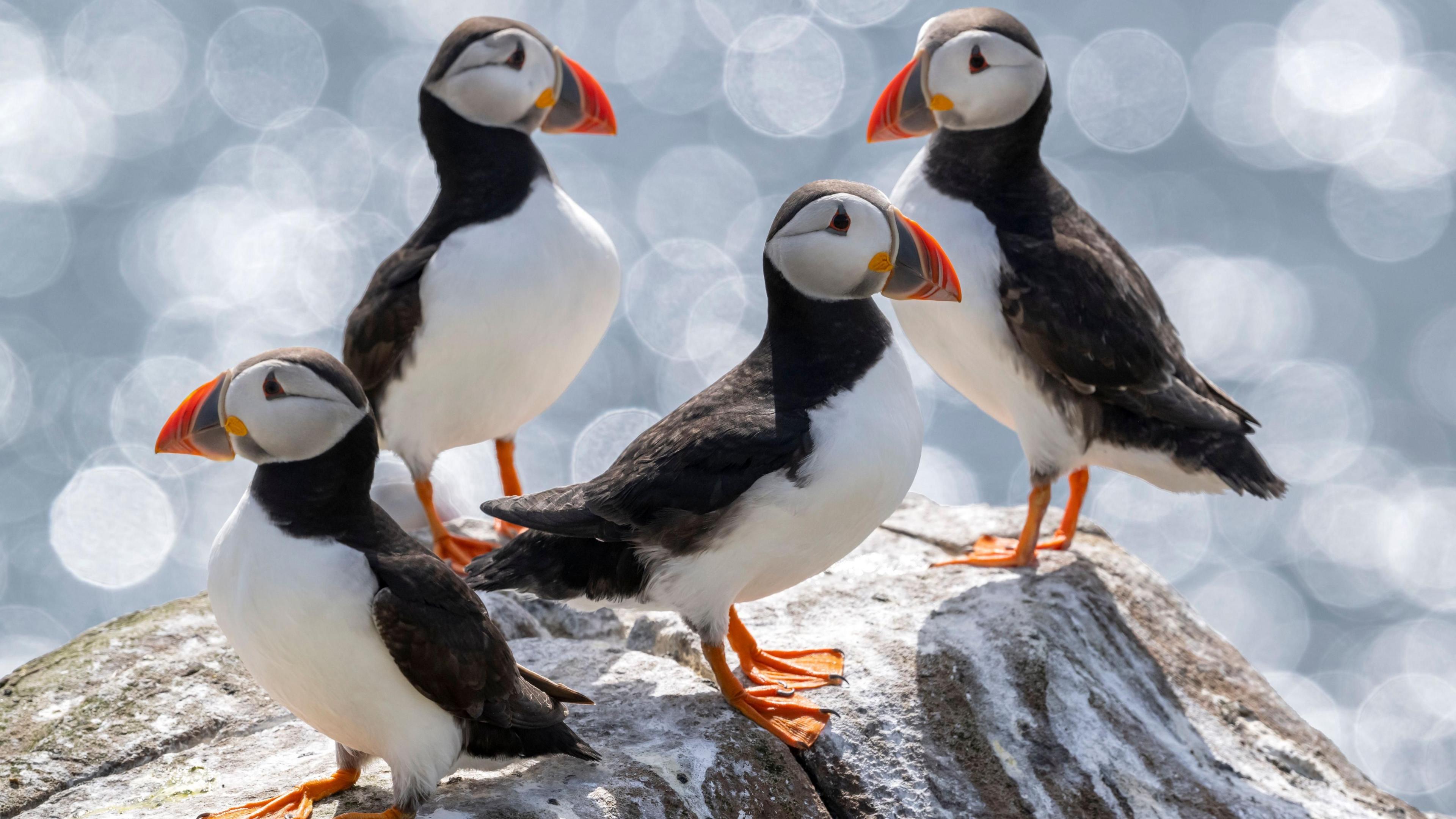Four puffins are standing on a grey and white rock. They are clustered together, with two looking right, and two looking left. They have orange, yellow and dark blue beaks, with a white chest, orange feet, and black colouring on the tops of their heads, down their back. In the background, the sea is visible, but it is blurred out, to bring the focus to the puffins.