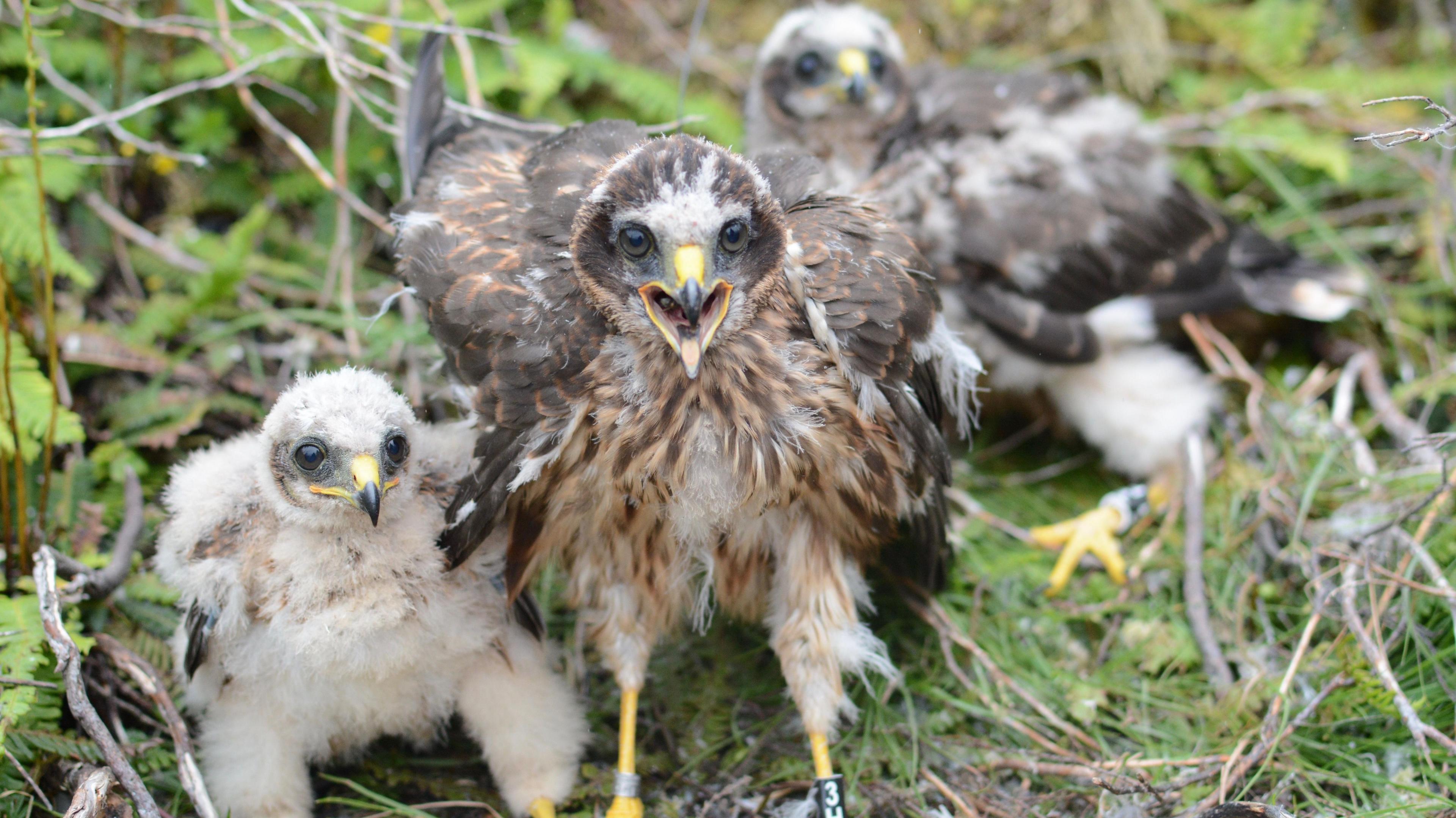 Three hen harrier chicks on the ground 