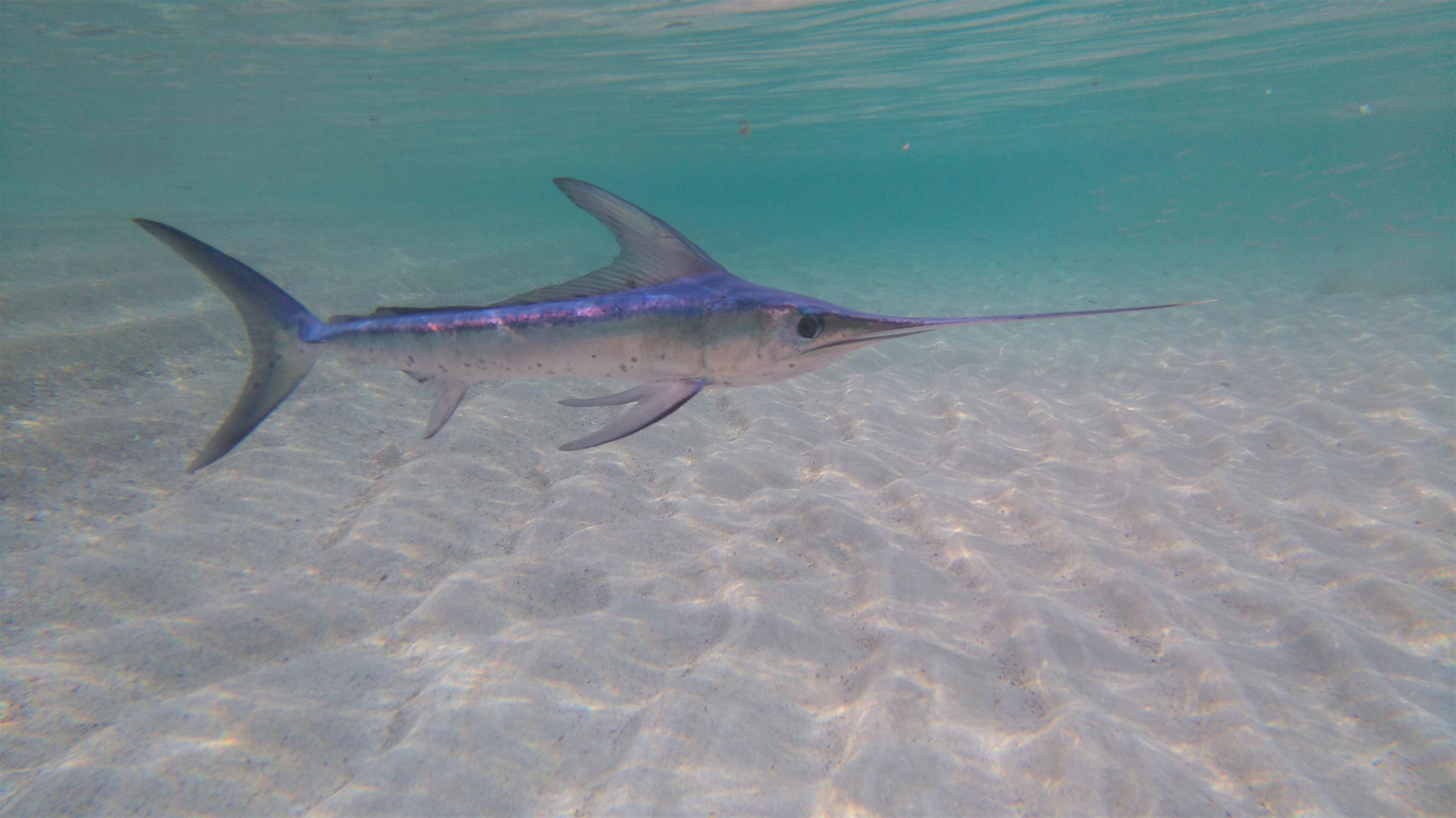 Stock image of a swordfish