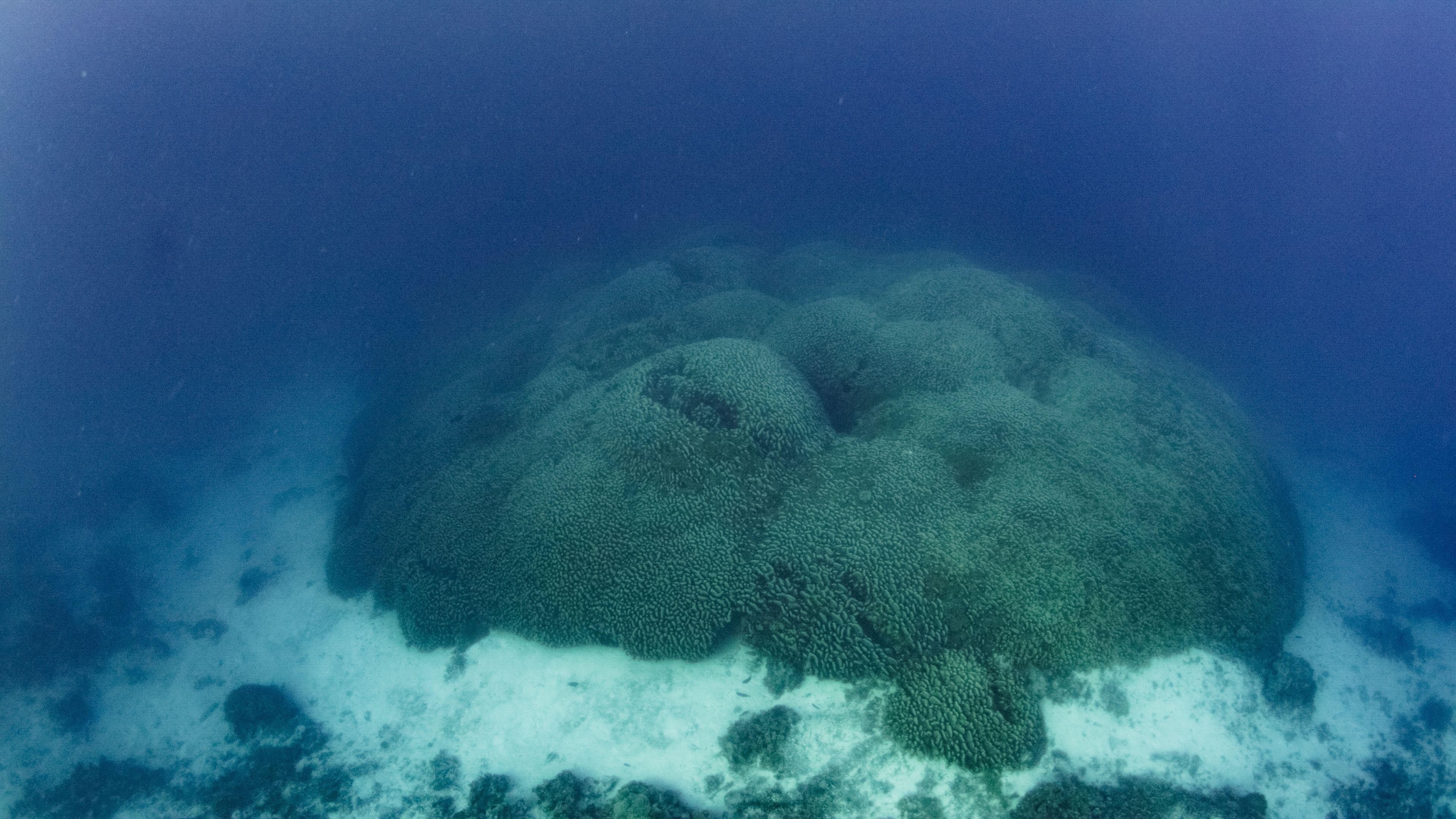 The coral is mostly brown but has more colours in some parts