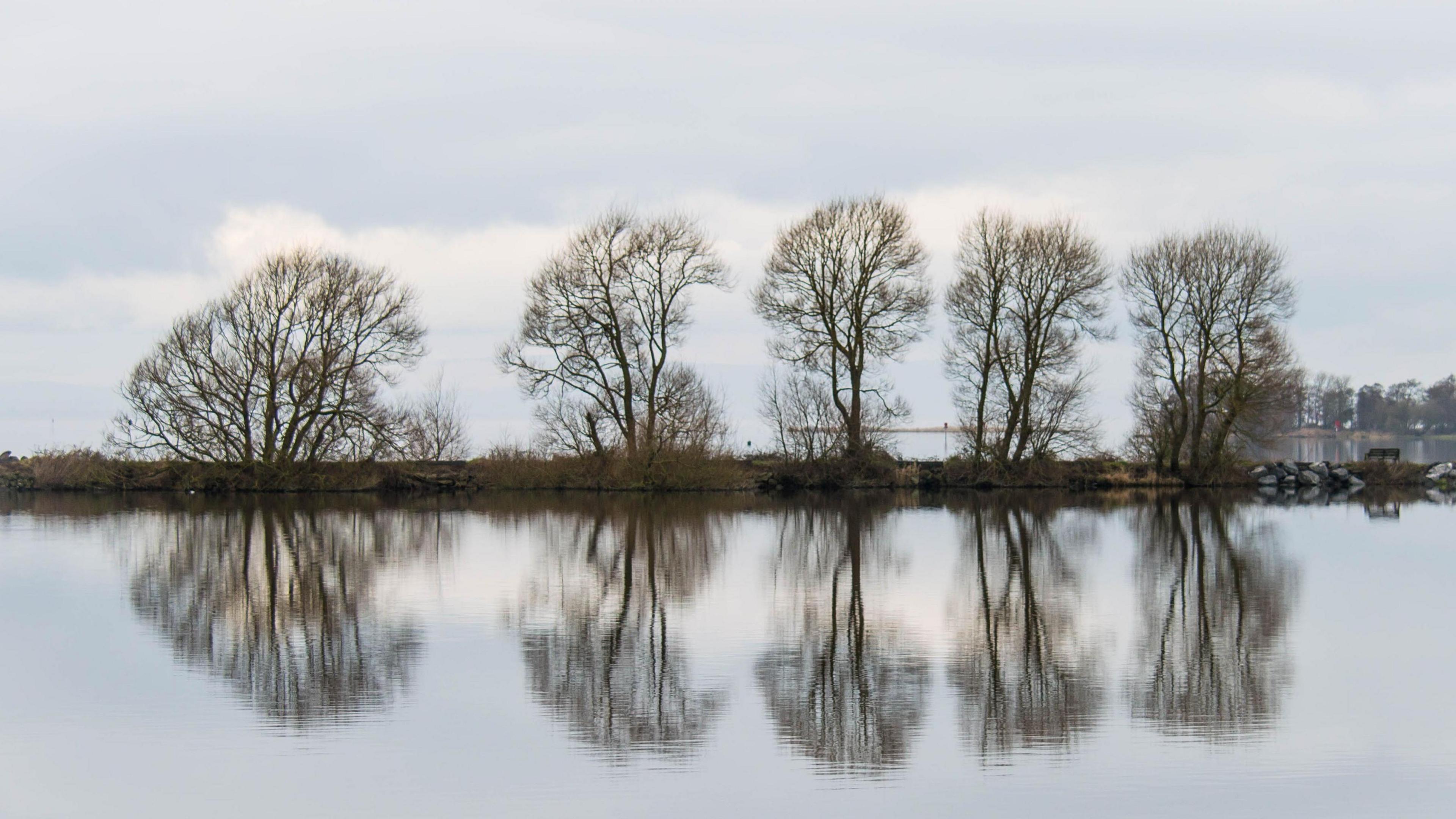 Row of five trees, without leaves, reflected in the waters of Lough Neagh