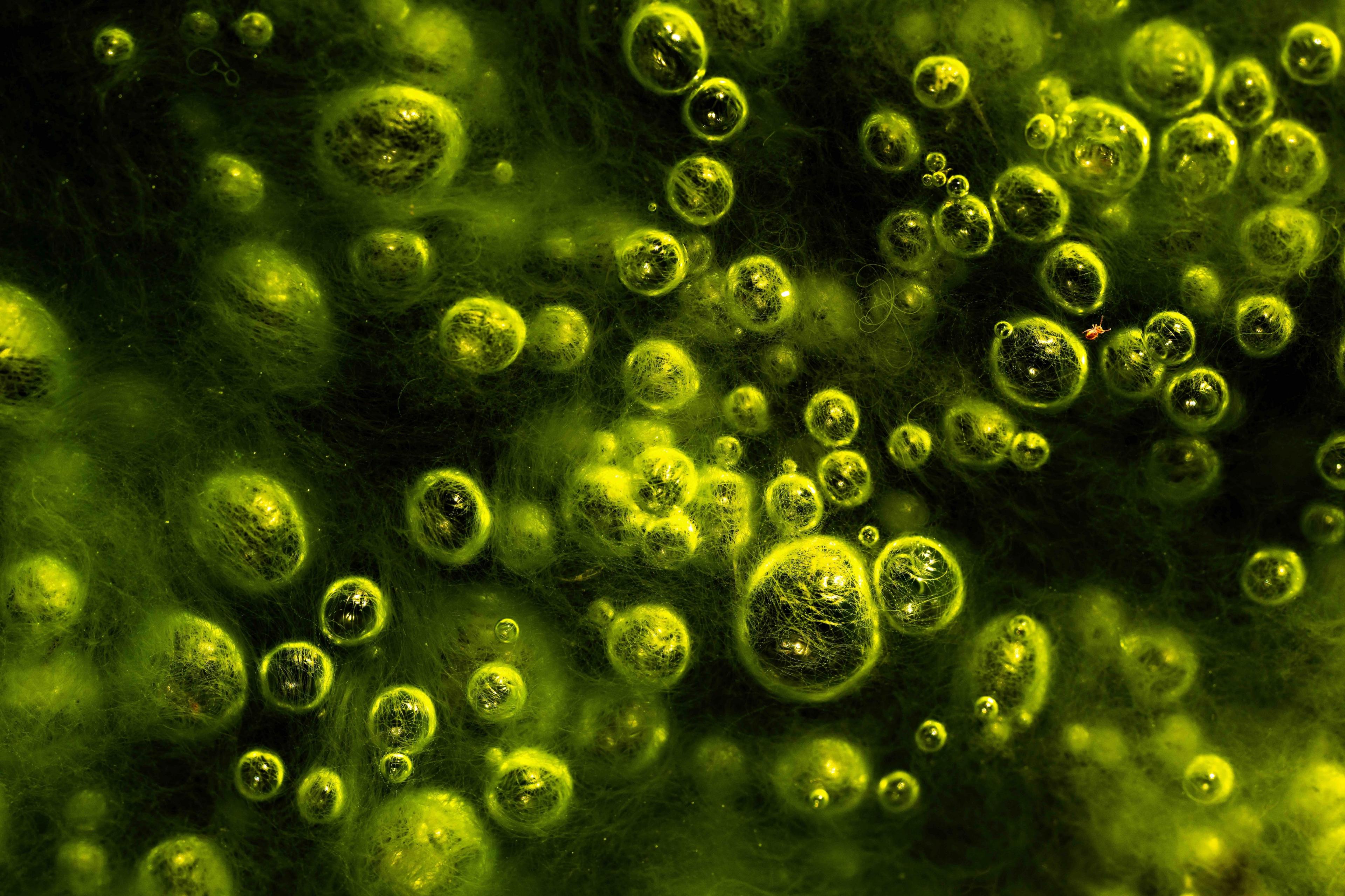 Springtail insect floating among clusters of neon green methane bubbles.
