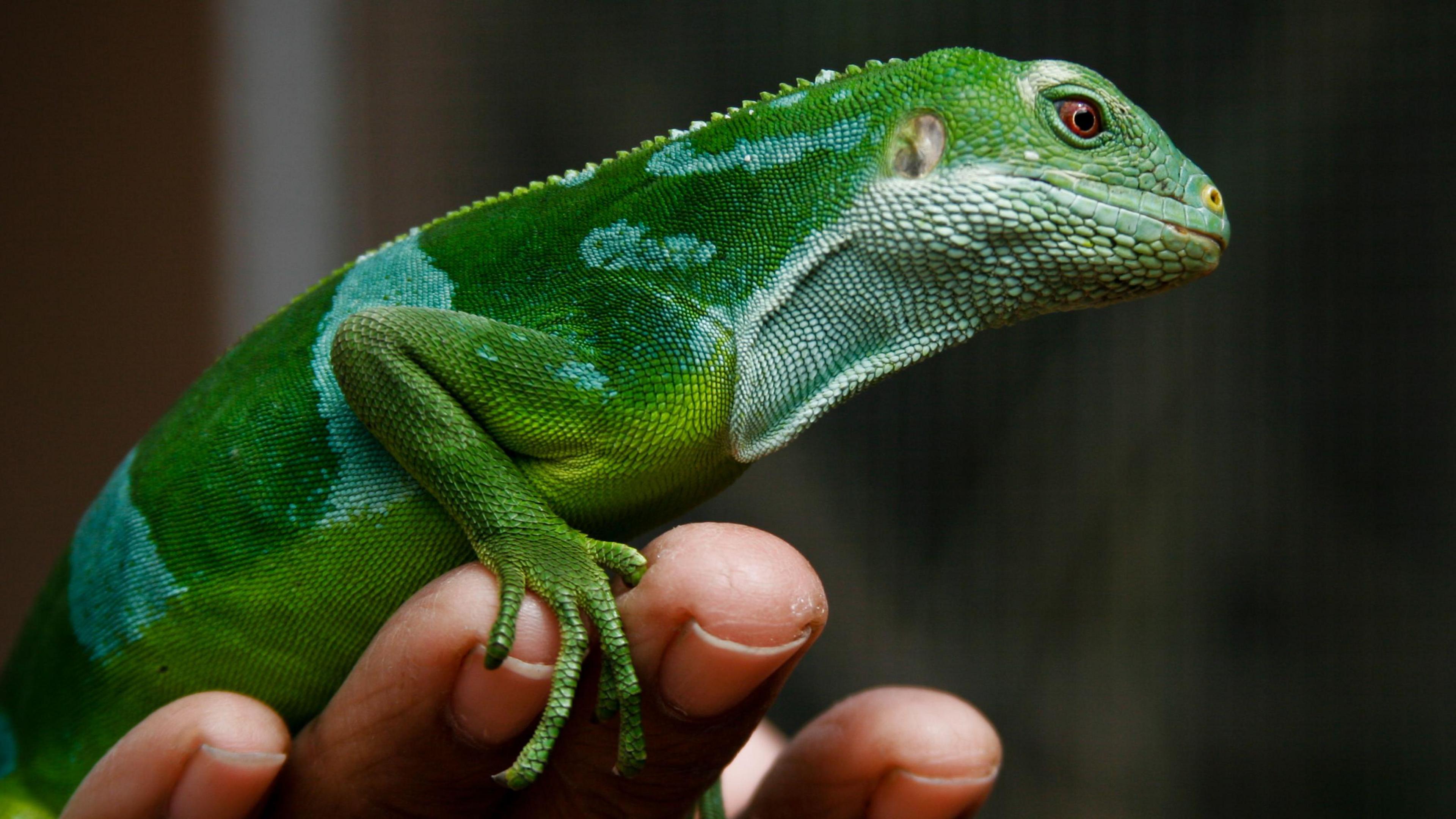 A human hand holds a green Fijian crested iguana at the Kula Eco Park on the Coral Coast of Viti Levu, Fiji.