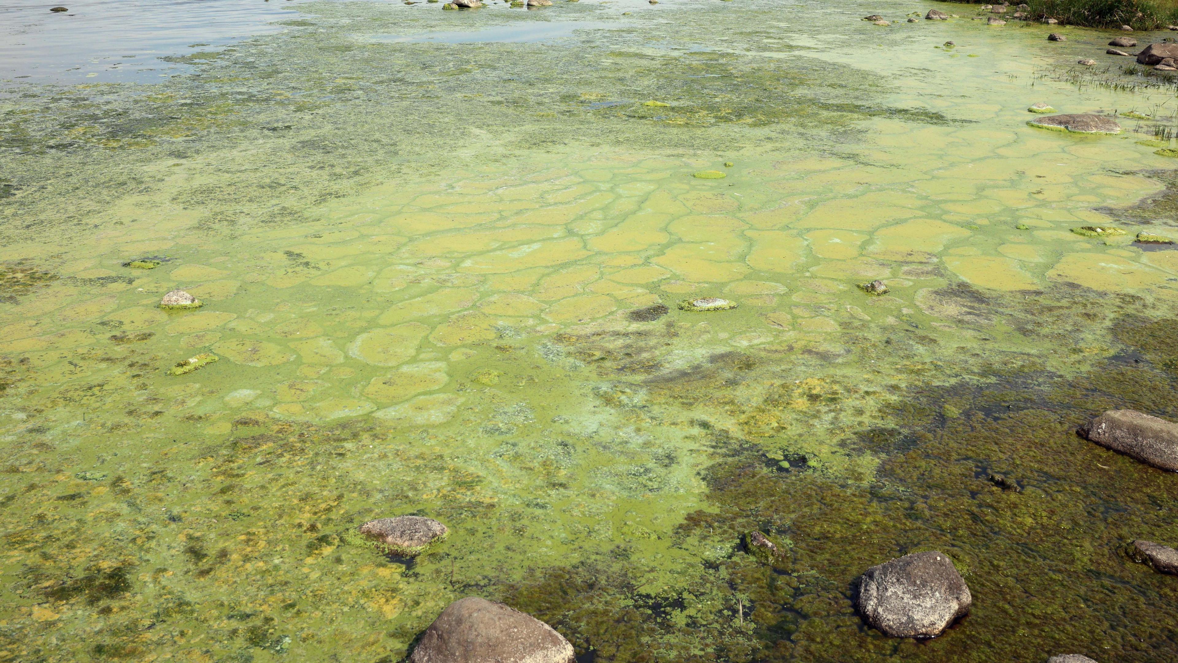 Water surrounded by blue green algae.