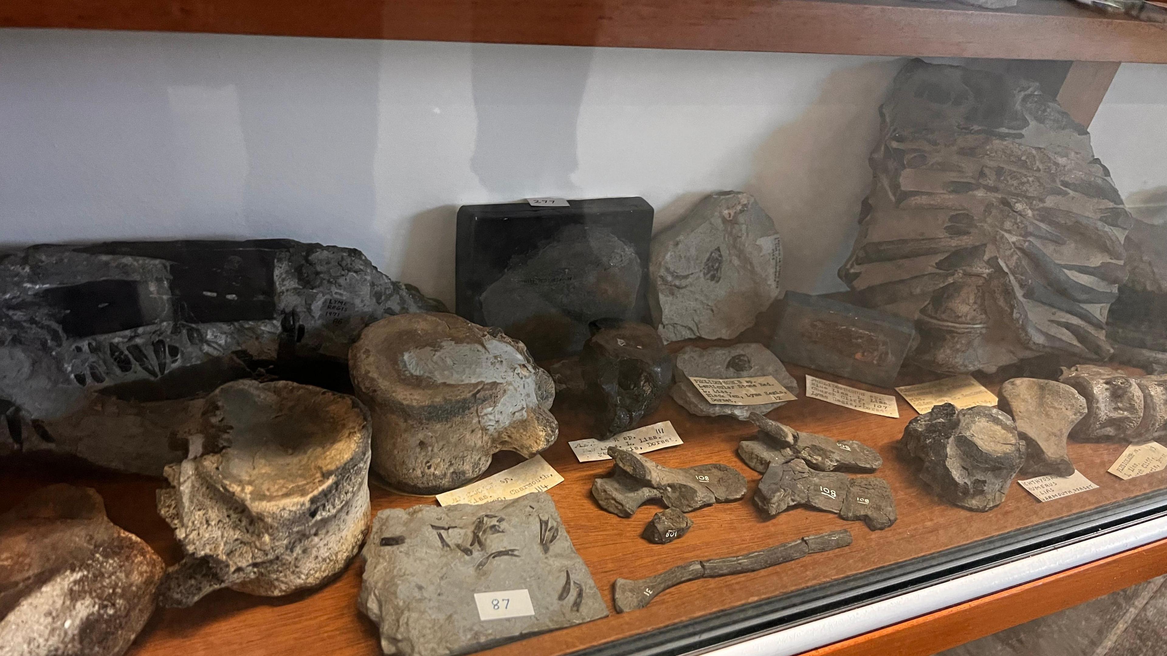 A shelf of fossilised specimens including a large piece of stone with a spinal column and ribs displayed upright.