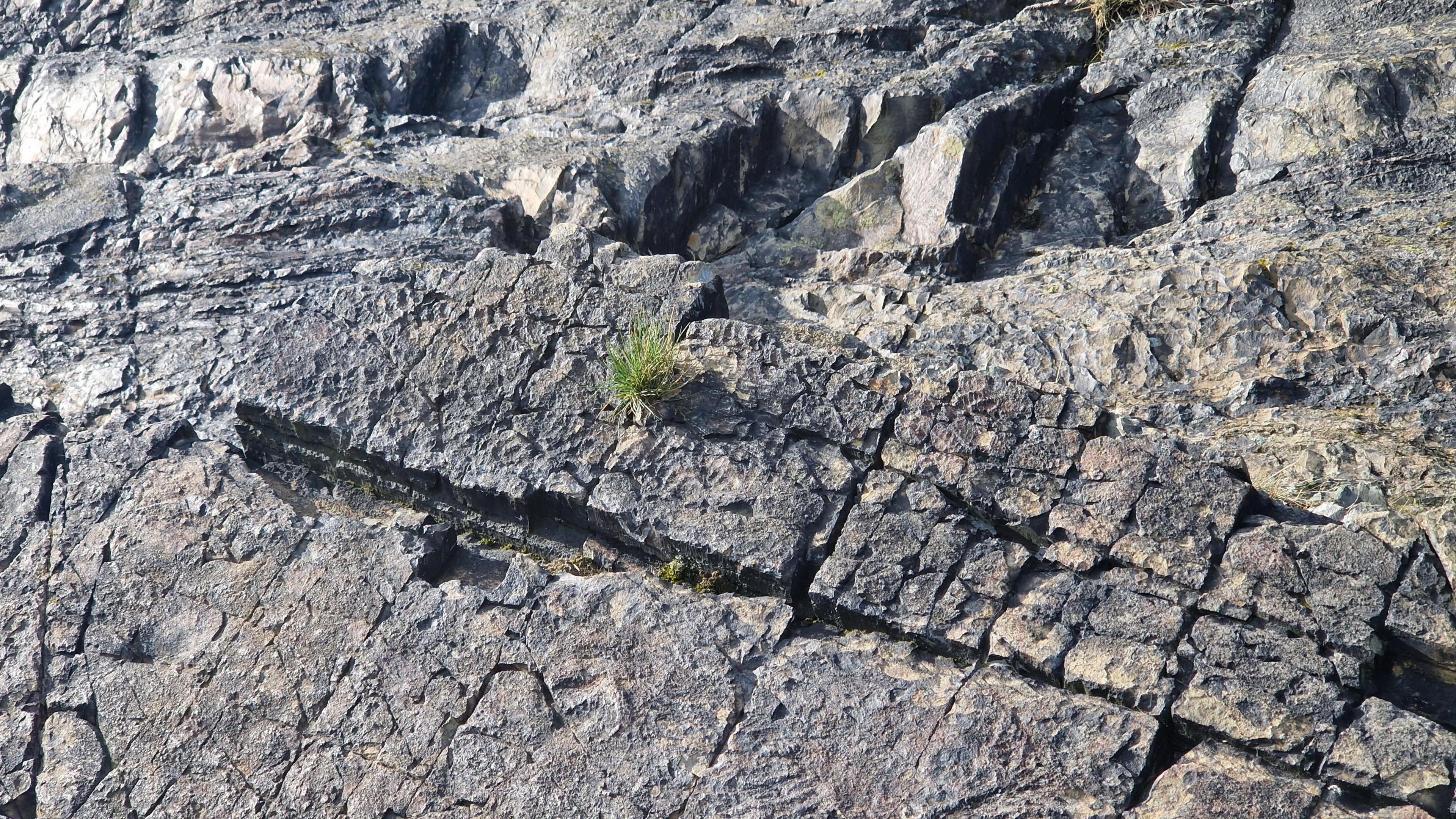 The Charnia Brasieri