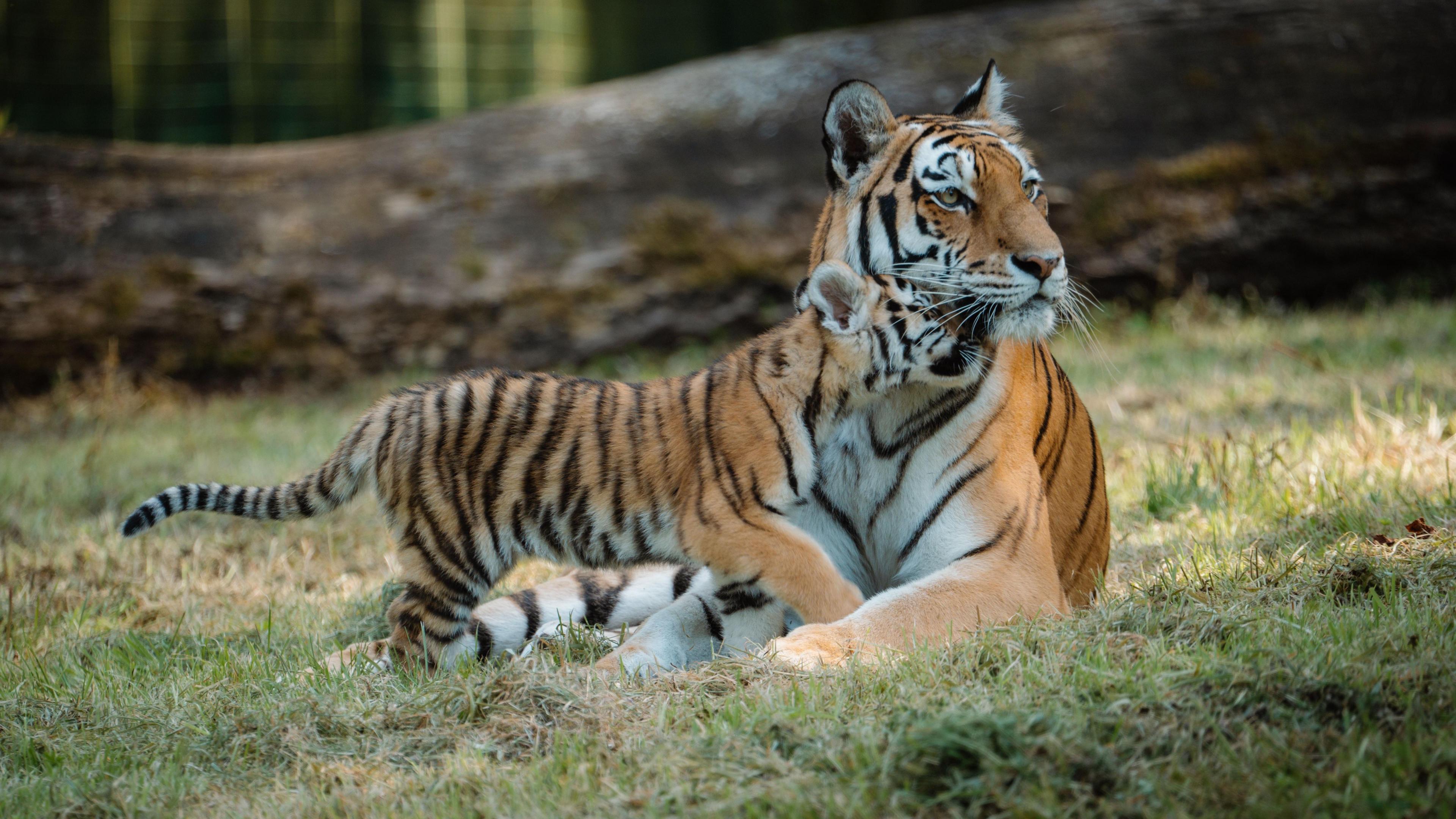 Amur tiger cubs begin exploring their Longleat Safari Park home - BBC News