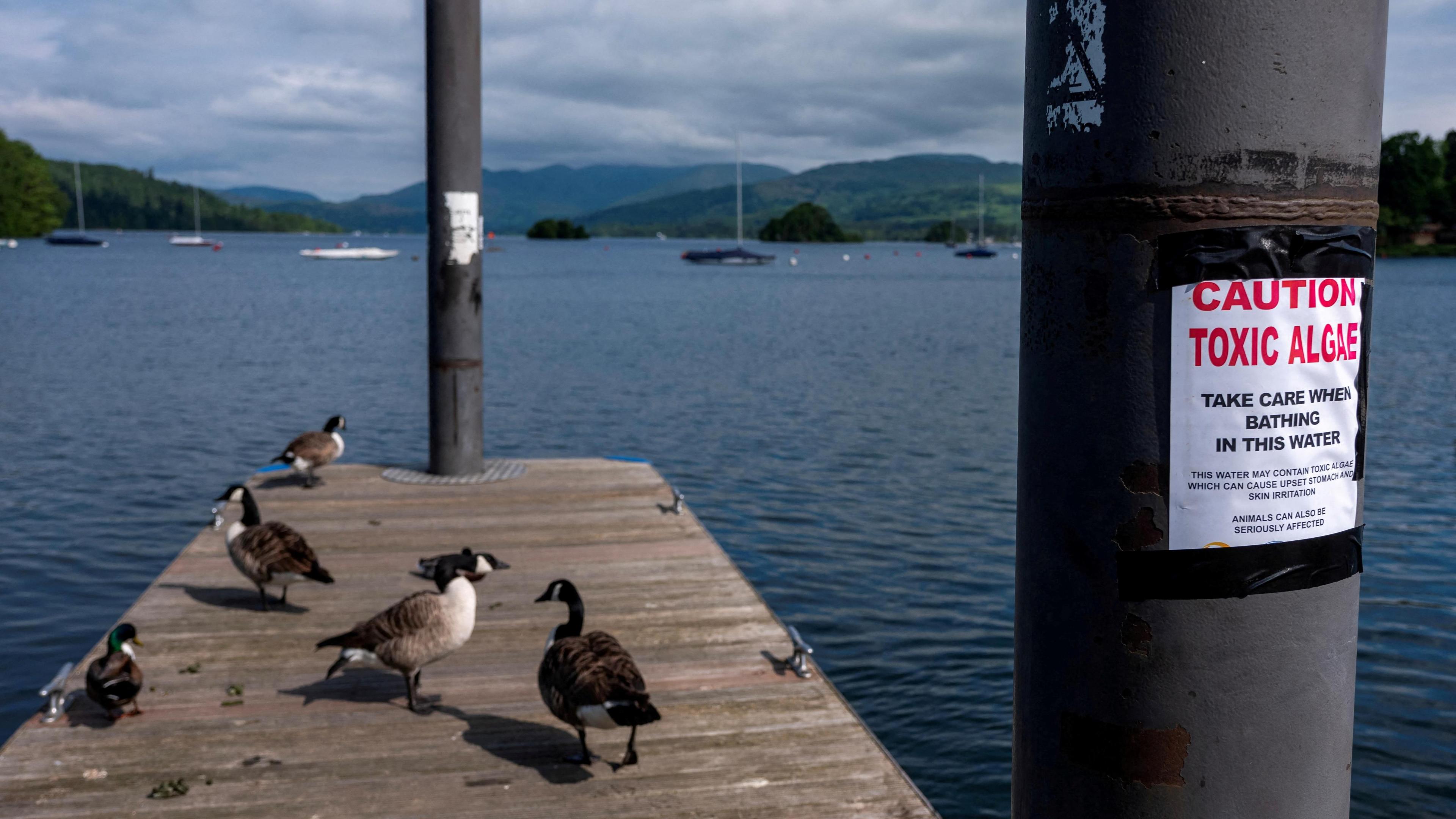 Geese stand on a jetty next to a sign warning about toxic algae on the banks of Windermere.