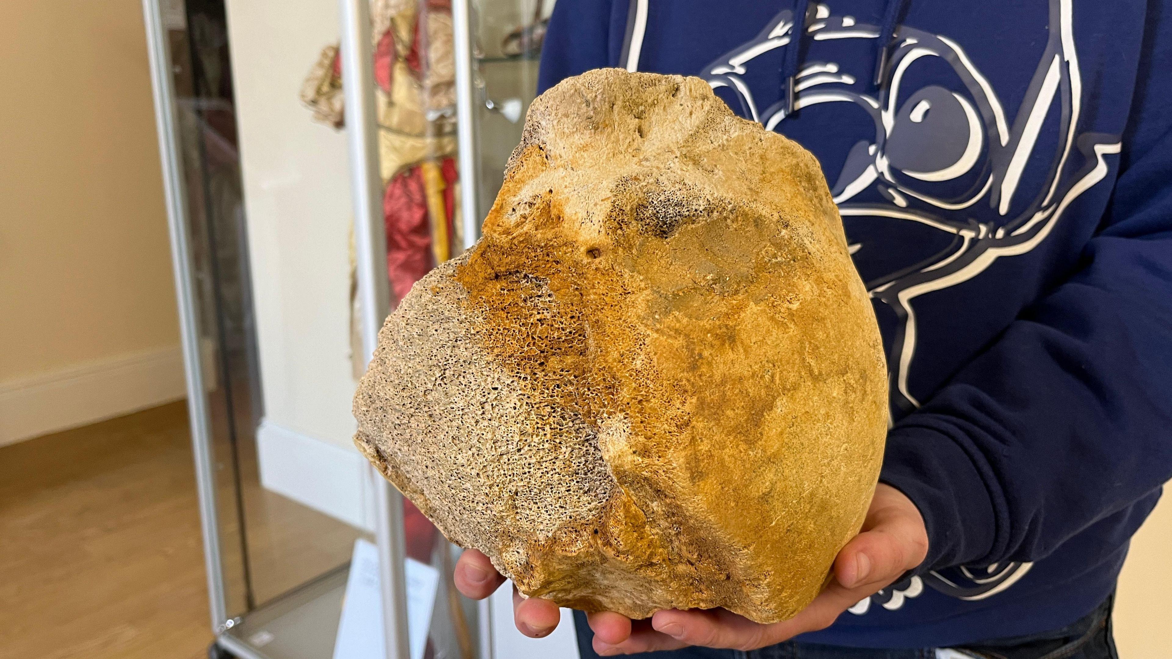 A man is holding up the bone, which is about the size of a football. It is a sandy yellow in colour, and an imperfect rounded shape.