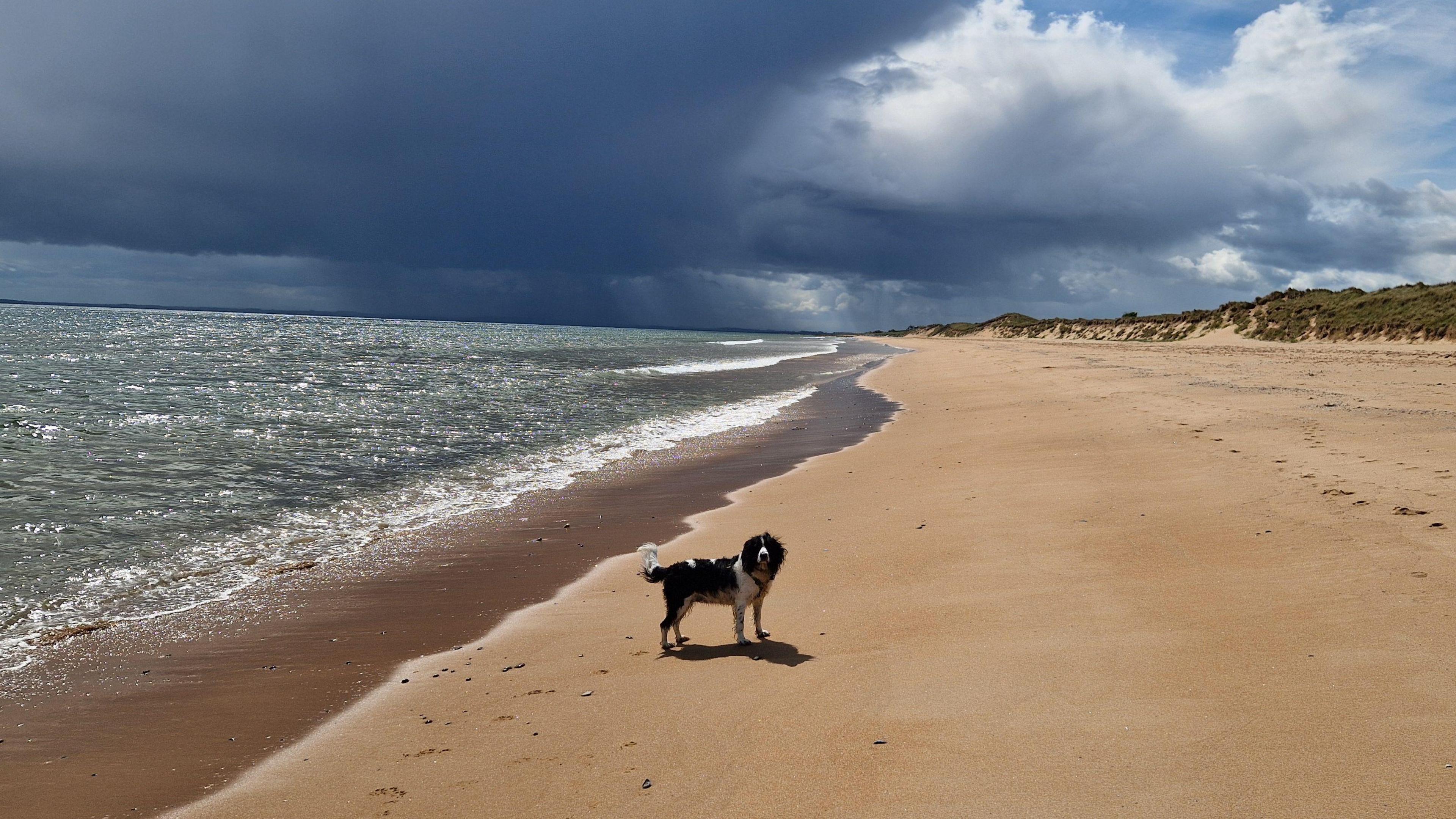 A black and white dog, could be a collie or spaniel type of breed standing on a sandy beach. The water to the side is green, with the sun shining on it. Dark clouds are forming above.