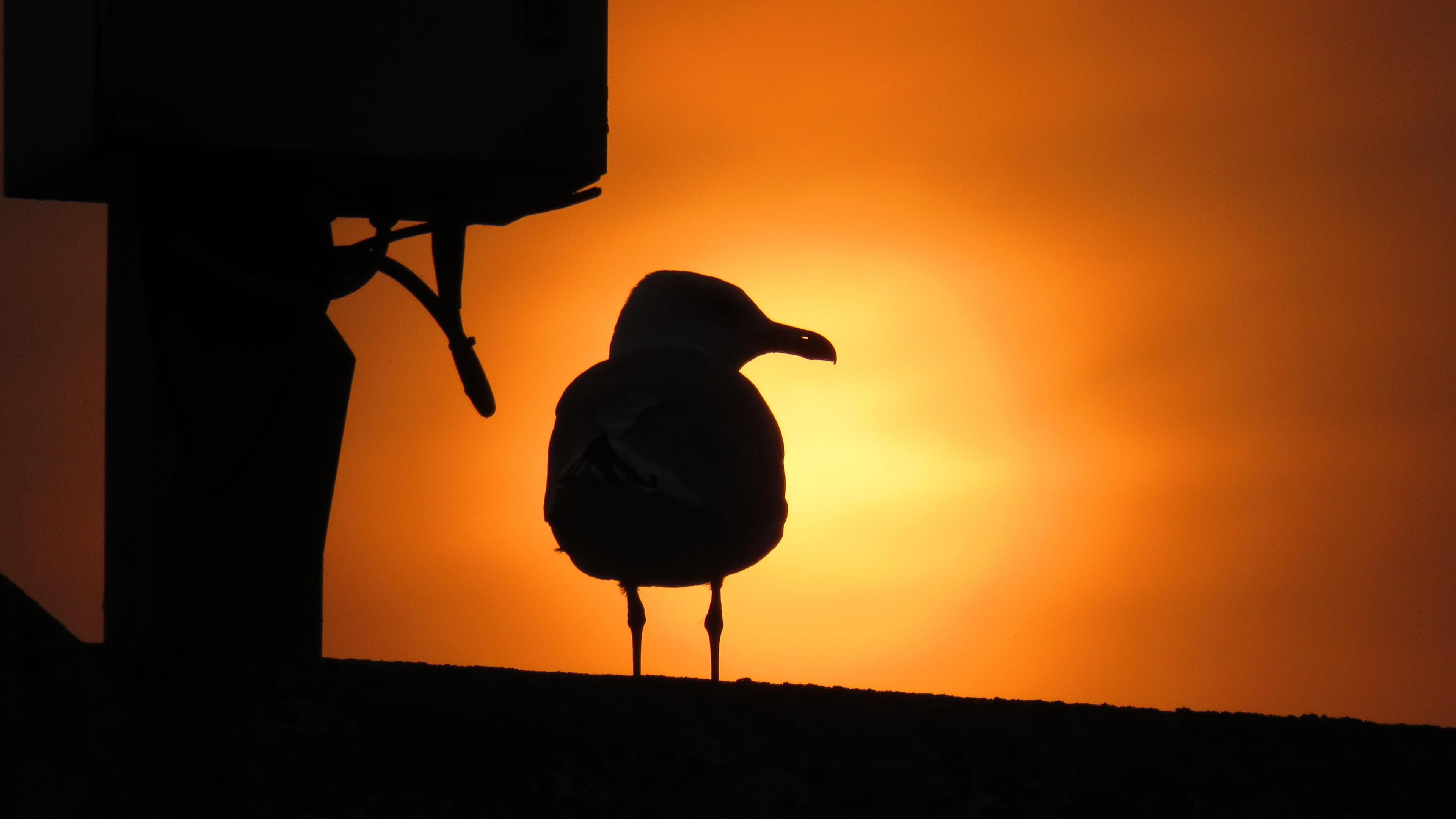 A seagull silhouetted against the setting sun at Cumnor. The bird appears black with a golden ball of sun behind. It is looking to the right so you can see it's beak in profile. The sky is gold and to the left of the bird is what appears to be a small chimney. 