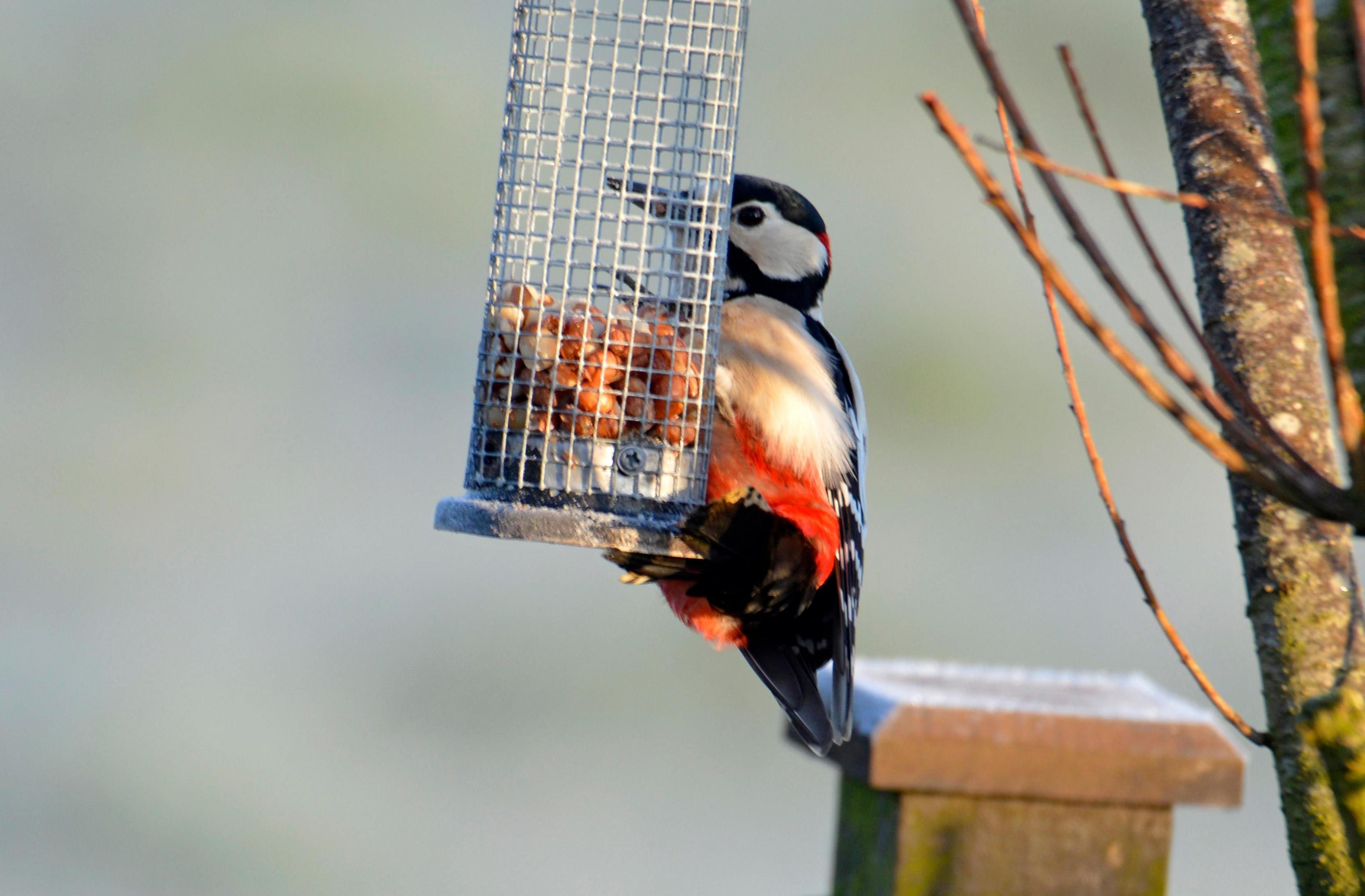 woodpecker