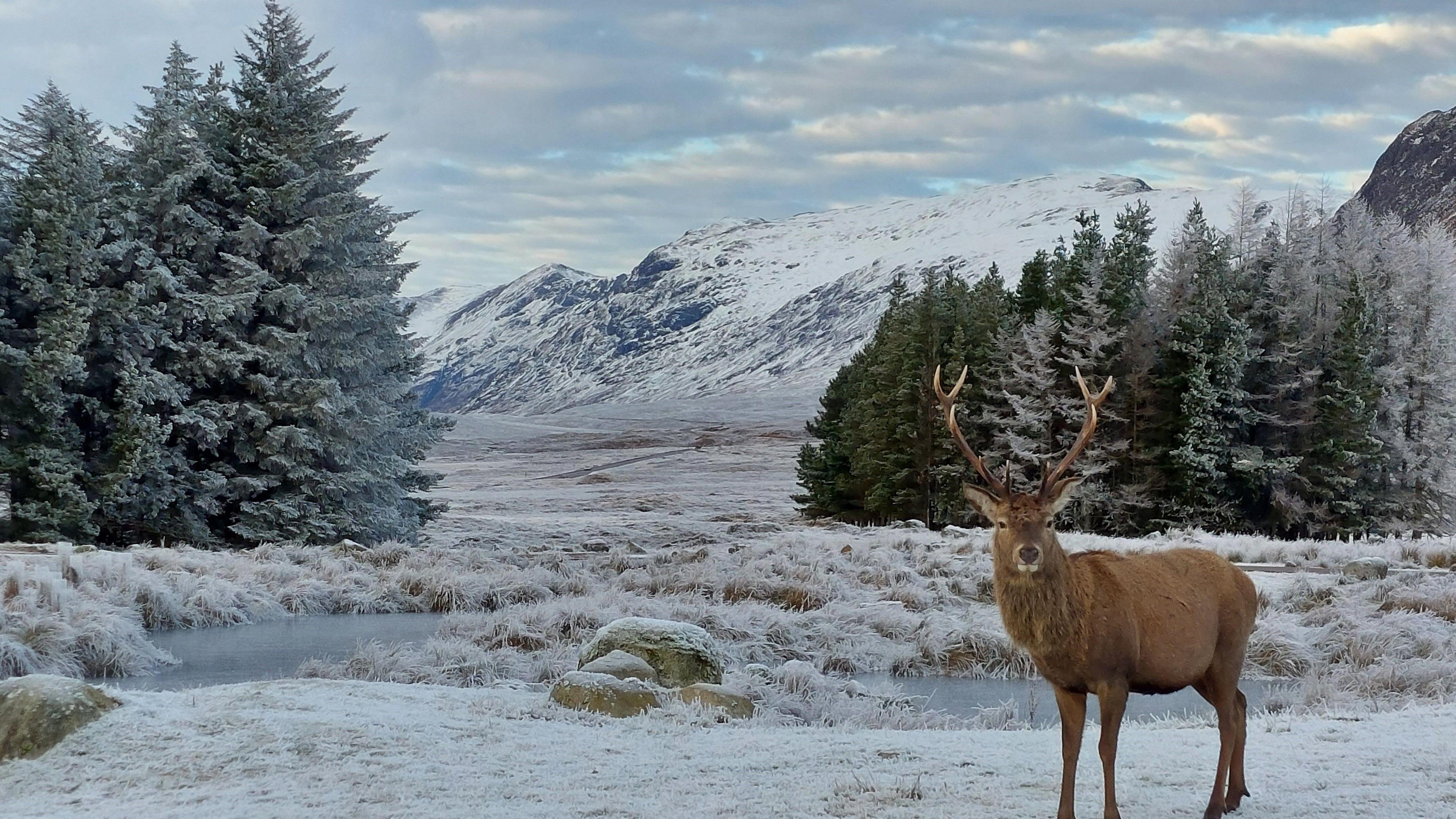 A stag standing in front of a frozen scene in Glencoe. The stag is brown with large light-brown antlers. The ground below its feet is white with frost and extends towards a crop of fir trees, which have white frost on the branches. In the background, a snow-covered hill with dark patches under a cloudy sky with specks of blue poking through can be seen.