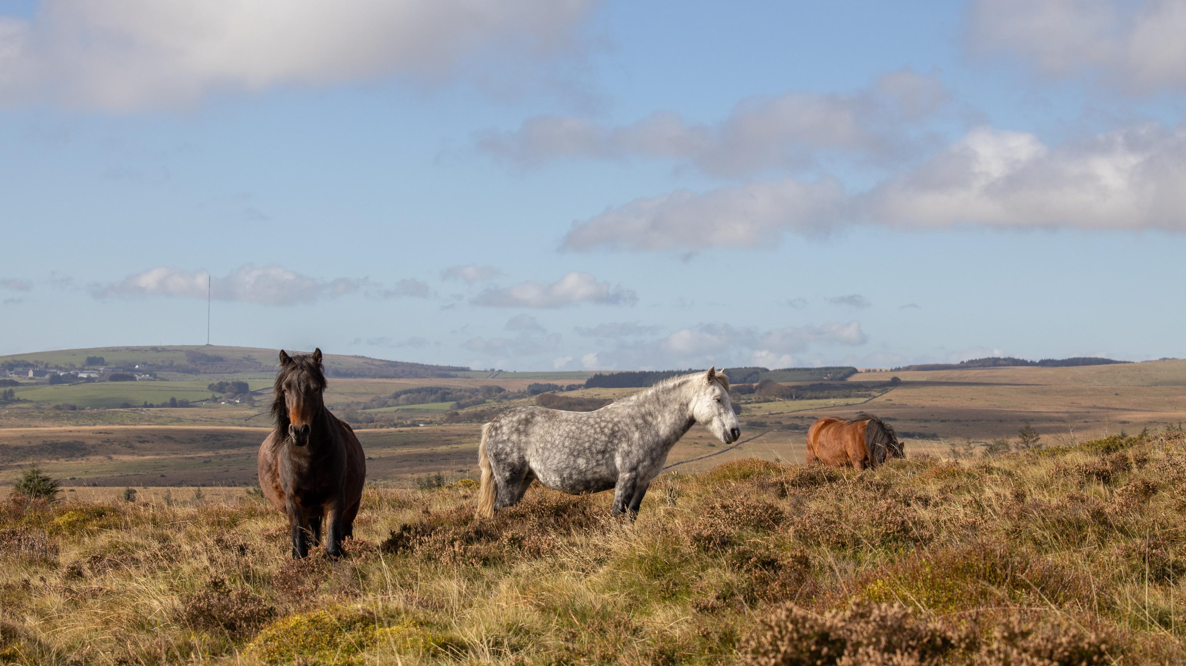 Ponies at Bellever