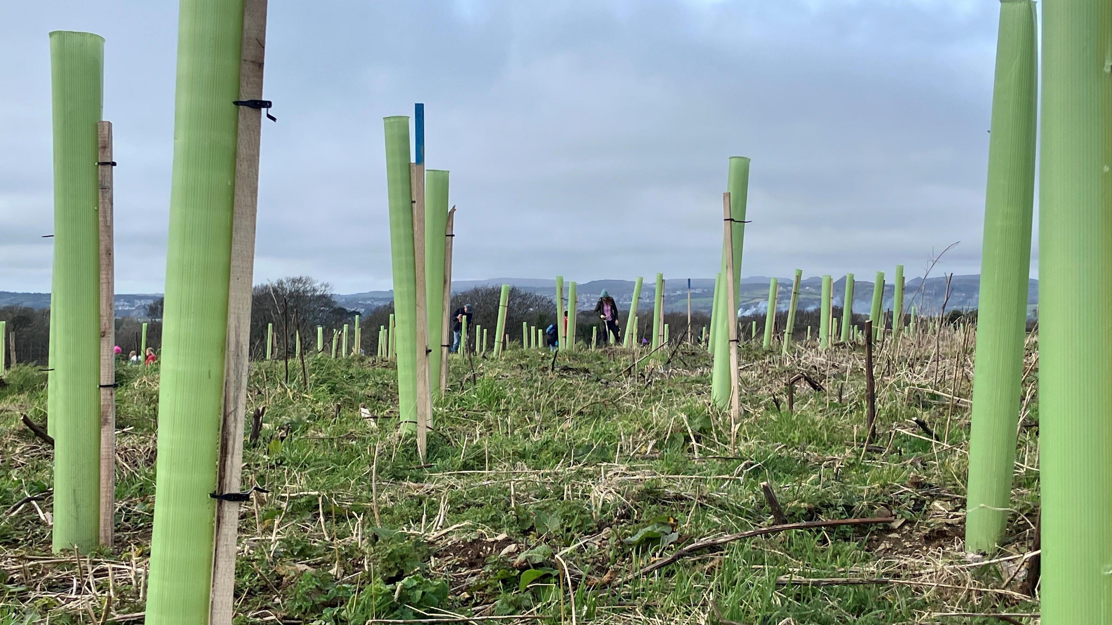 Lots of green tree protectors stand in a field as far as the eye can see 