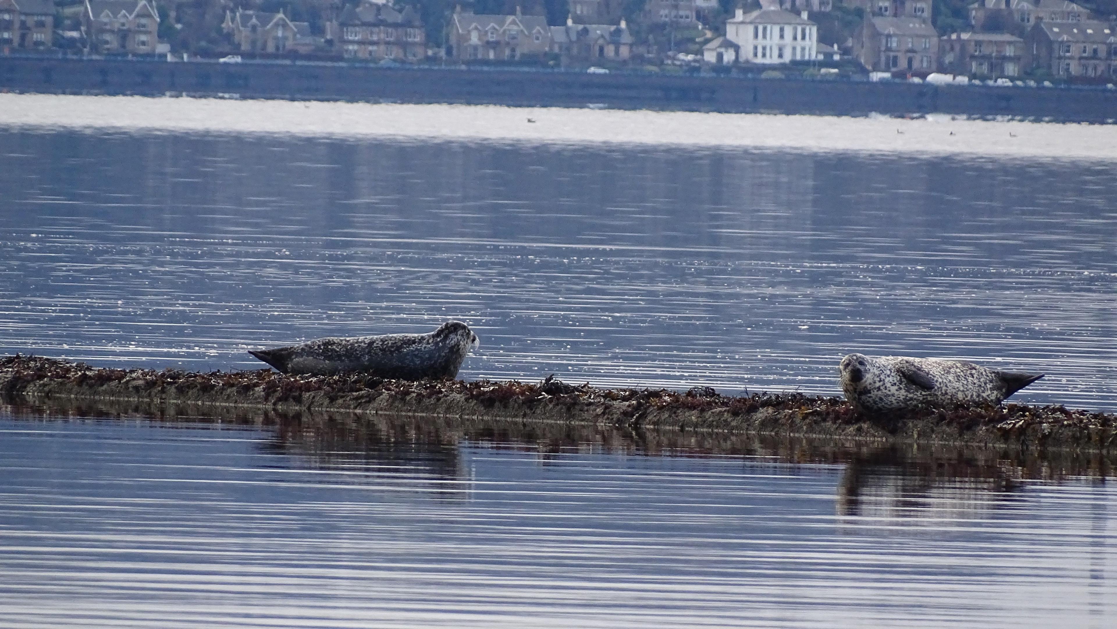 Two seals perched on a log in the water