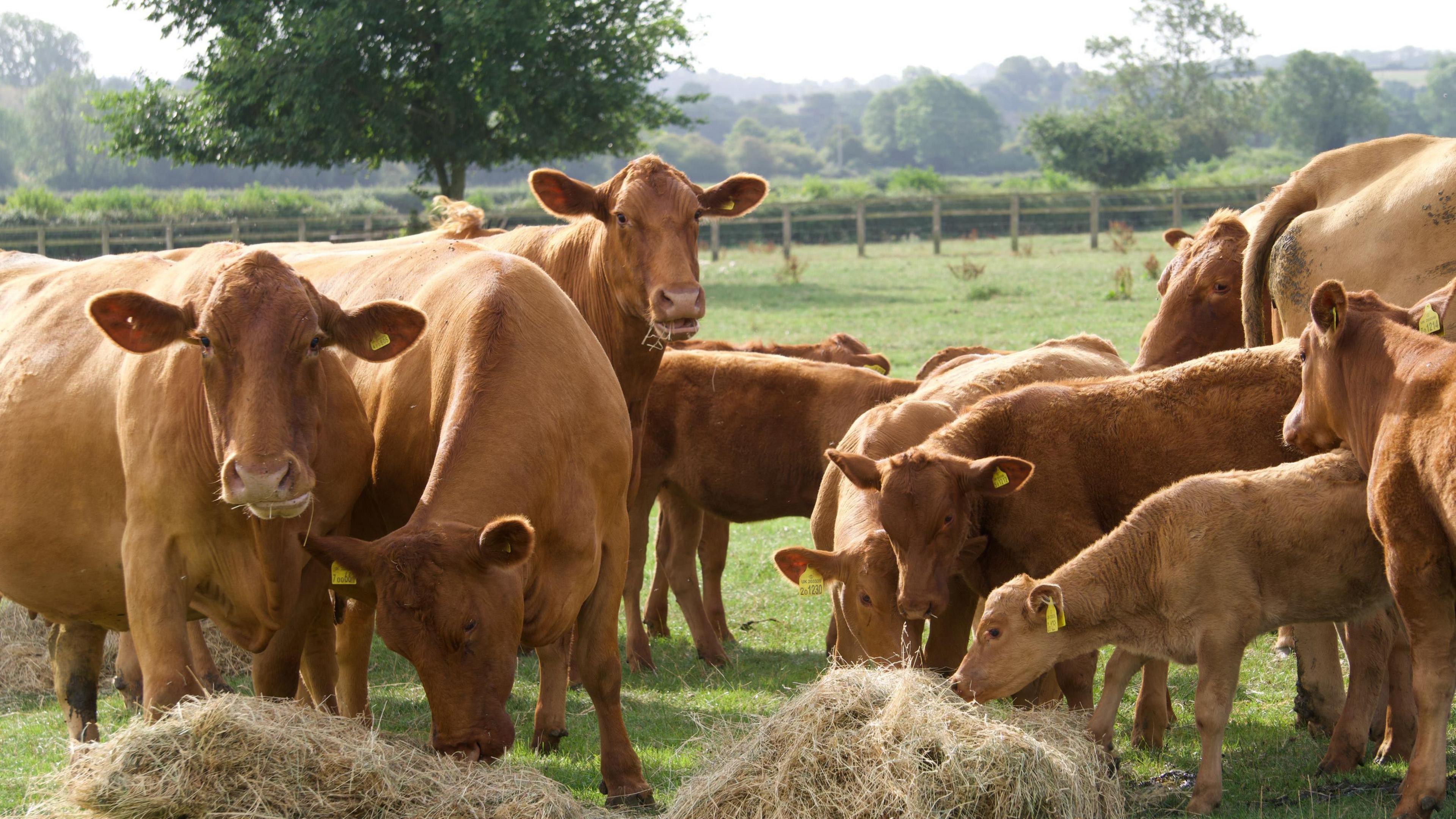 A number of brown cows leaning forward and eating hay in a field