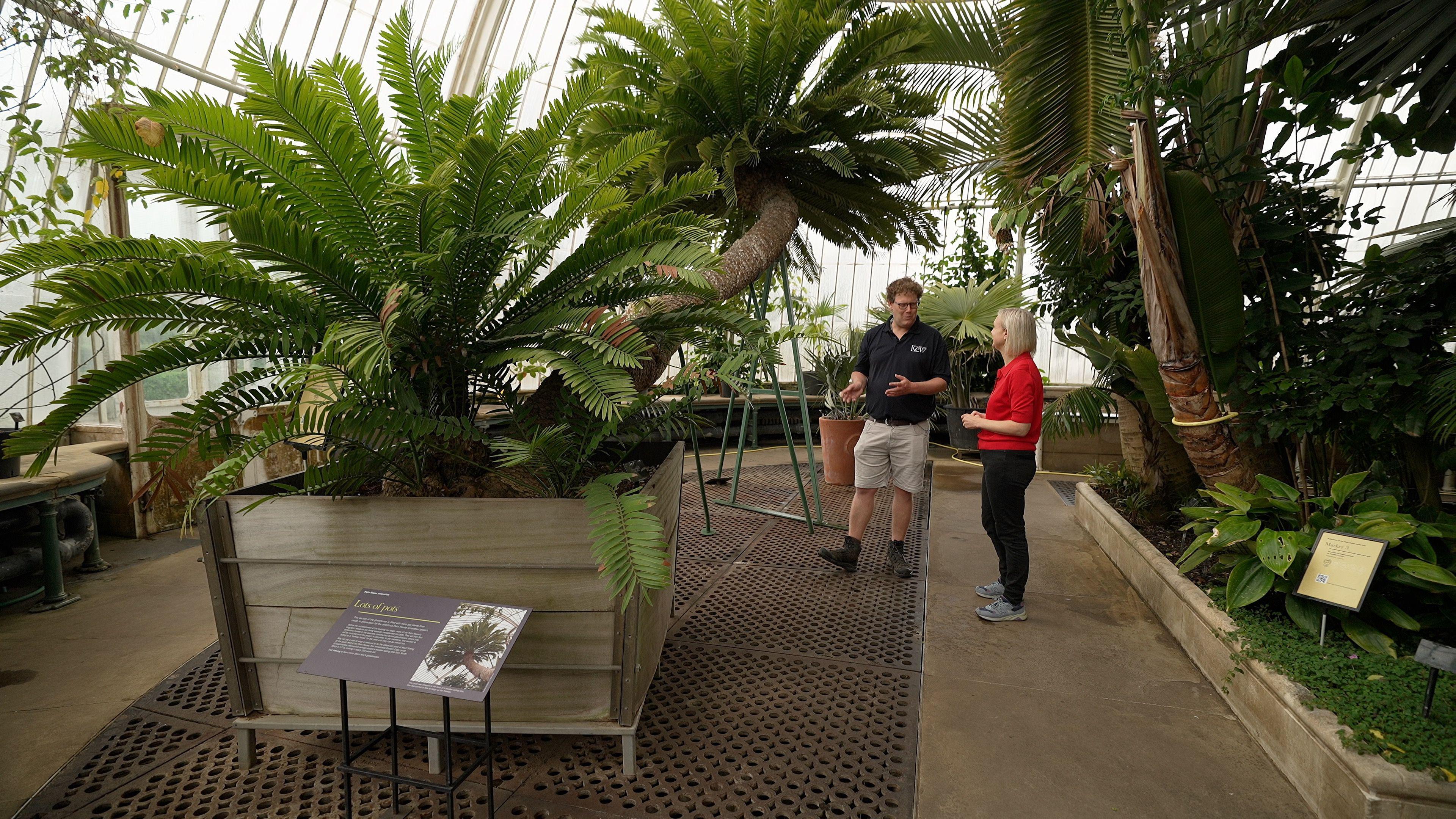 The inside of the Palm House in Kew Gardens - a huge glass and iron structure. There is a palm-like plant called a cycad is in a large wooden pot. It has a huge stem stretching for about 4 metres with palm like fronds at the end. The BBC's Rebecca Morelle and Kew's Thomas Pickering stand next to it - the plant towers over them.